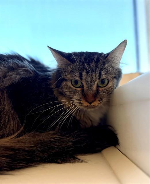 RBG, Adoptable, Young Female Domestic Medium Hair.
