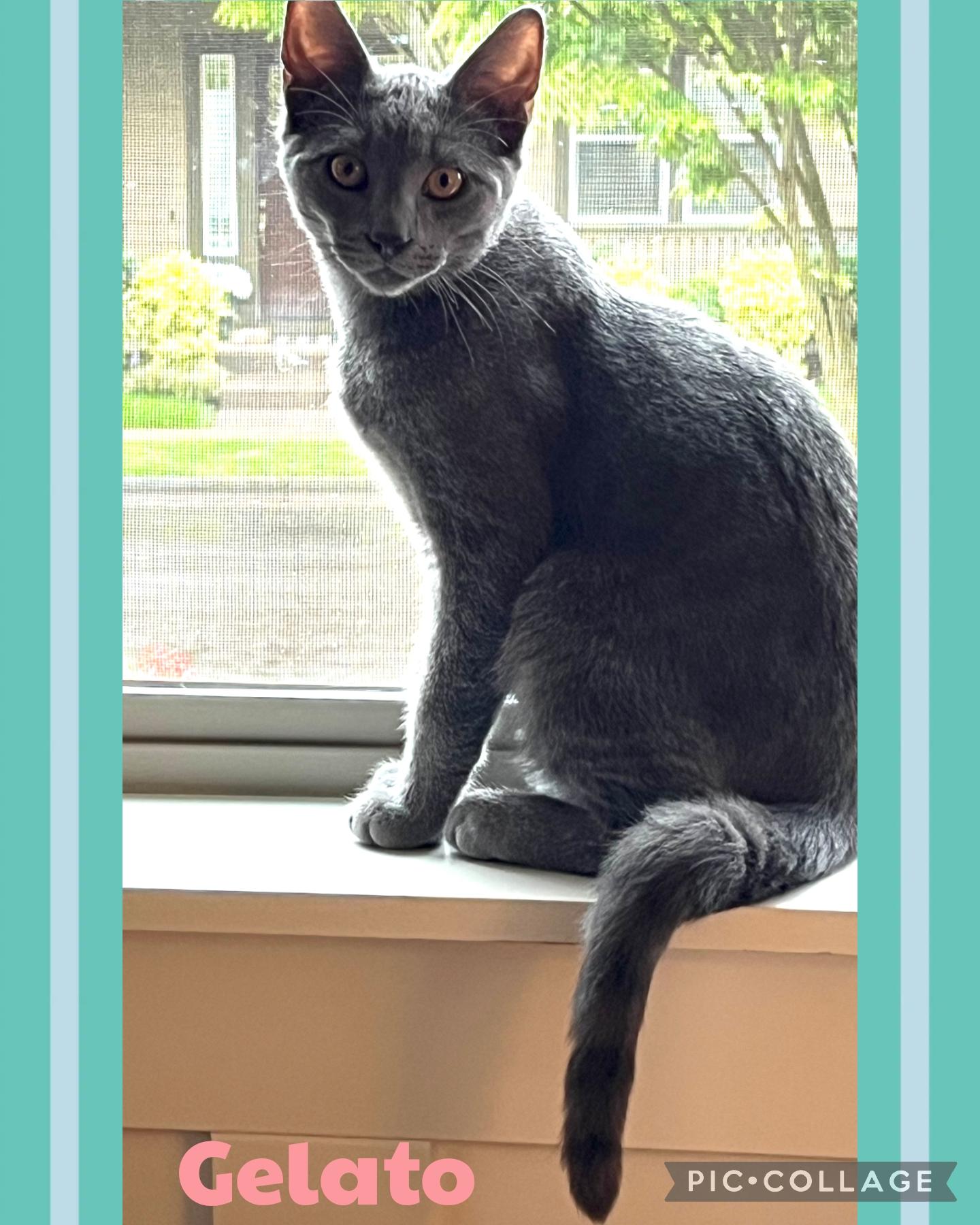 Enlarge Gelato, a Adoptable Domestic Short Hair in Newberg, OR image 1/1