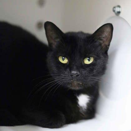 Midnight Brownie-Bite, a Adoptable mixed breed in Atlanta, GA image 2/2