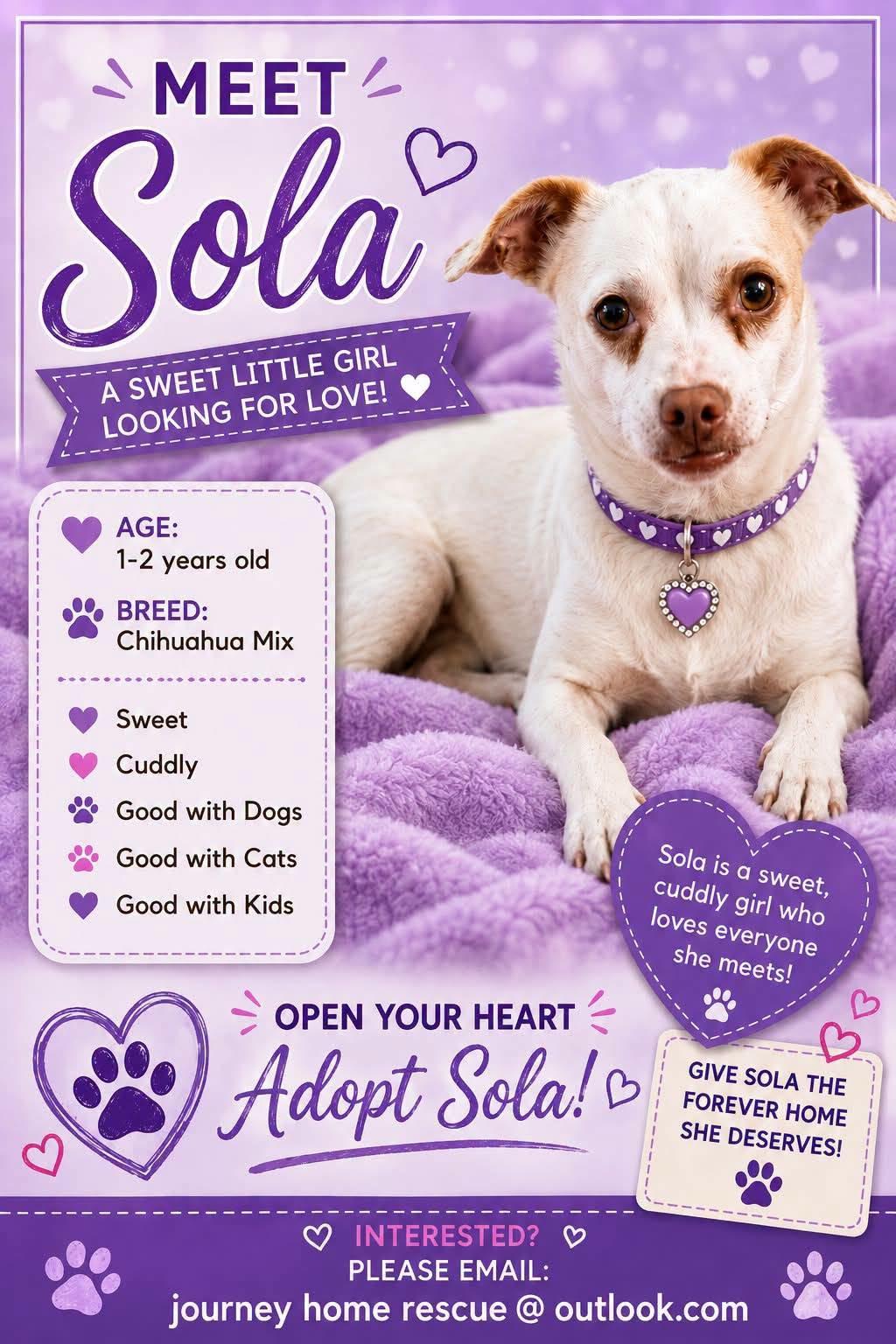 Sola, ADOPTABLE, Adult Female Chihuahua.