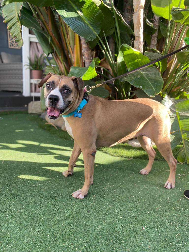 Bridget, Adoptable, Senior Female Boxer.
