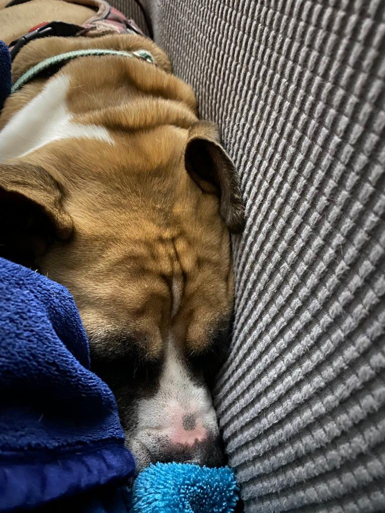 Enlarge Bridget, a Adoptable Boxer in El Cajon, CA image 5/6