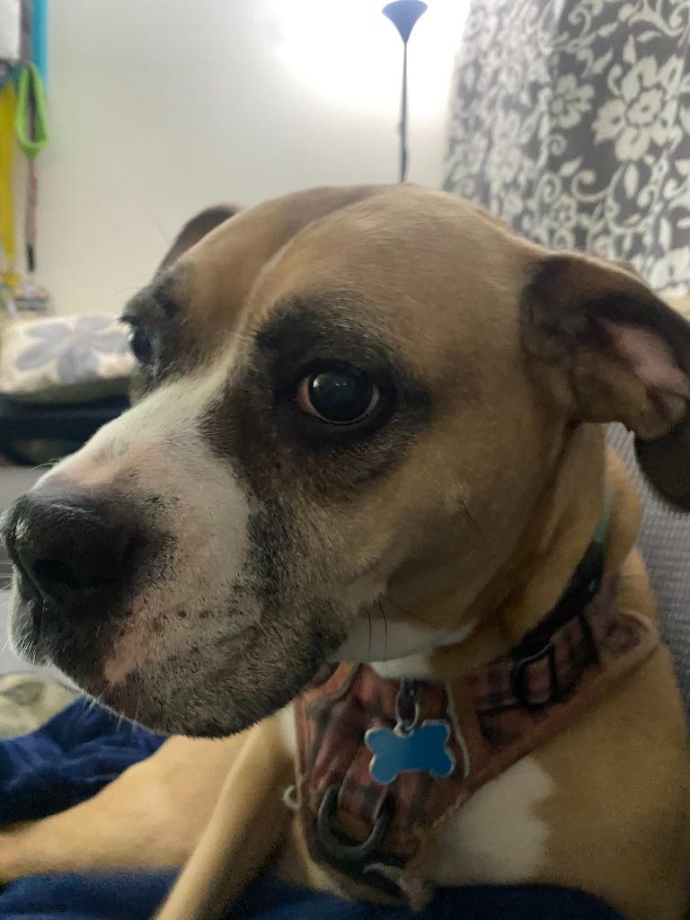 Enlarge Bridget, a Adoptable Boxer in El Cajon, CA image 6/6