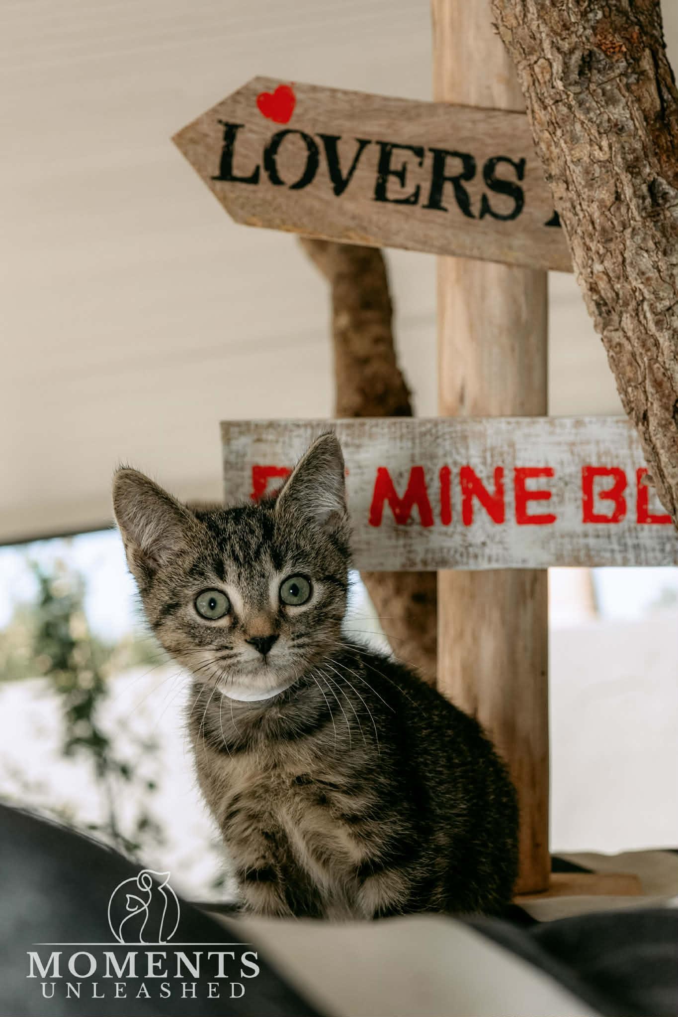 Warm Sunbeams, Adoptable, Kitten Male Domestic Short Hair.