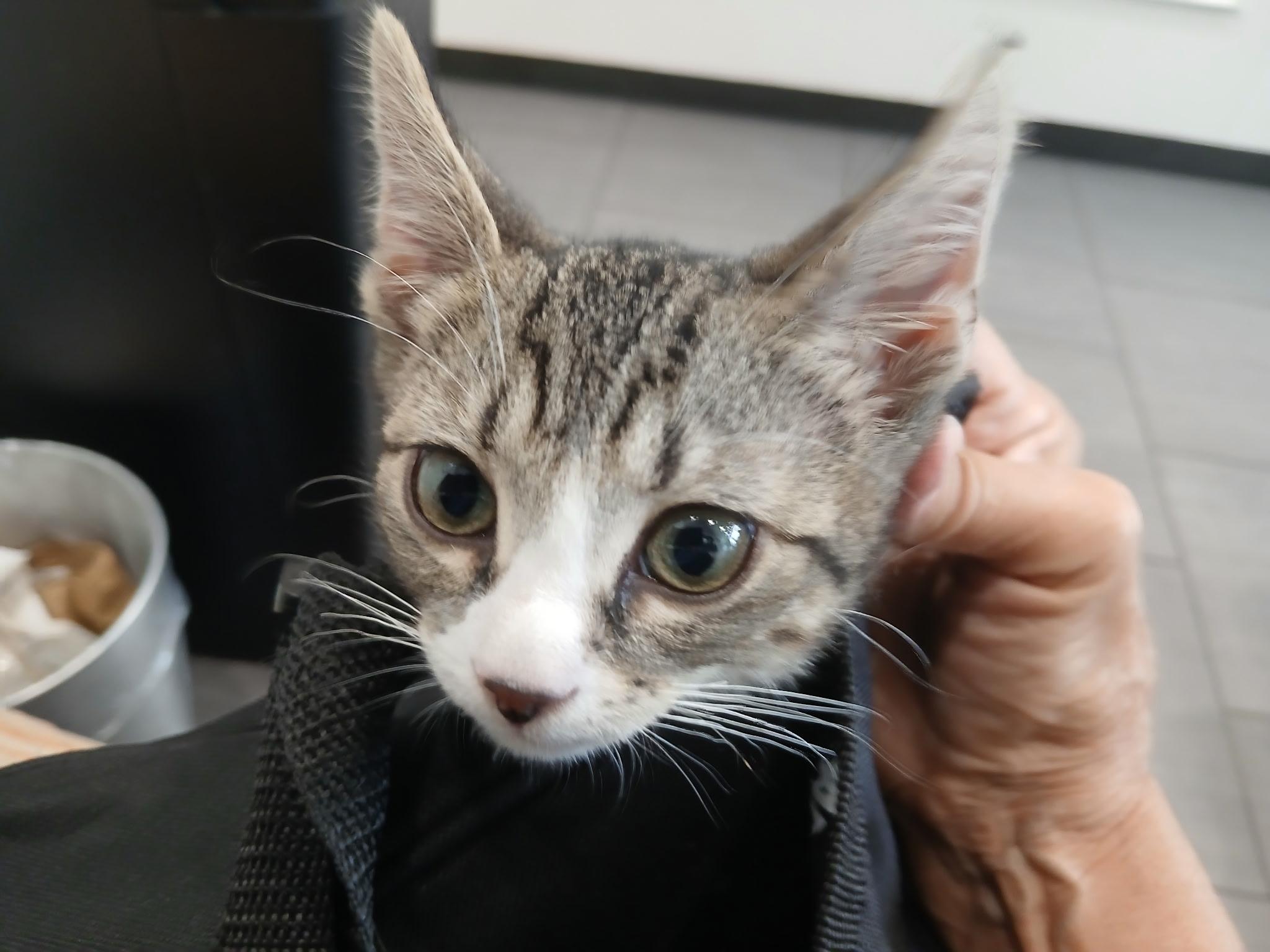 Jay, a ADOPTABLE Domestic Short Hair in New York, NY image 4/6