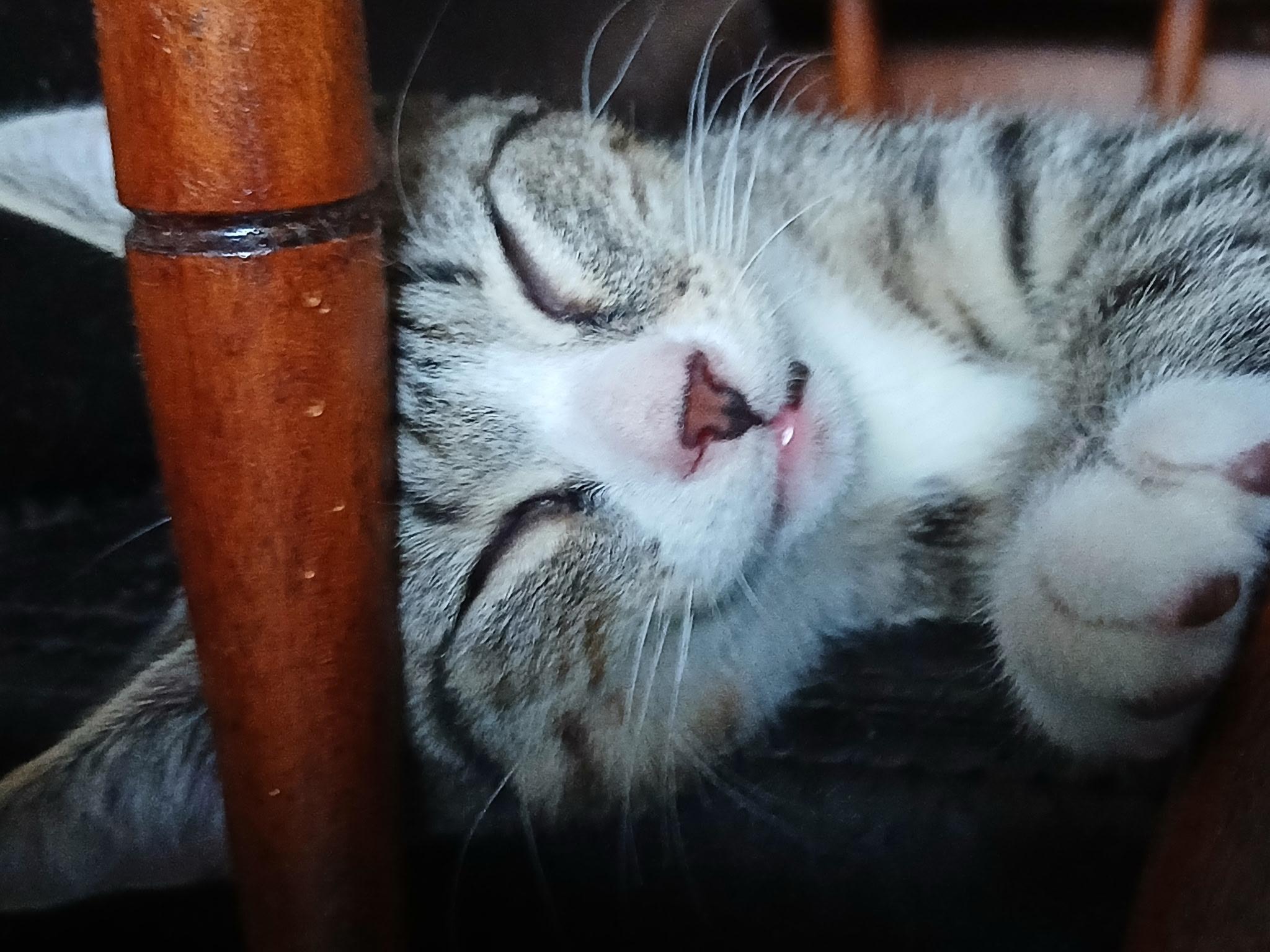 Jay, a ADOPTABLE Domestic Short Hair in New York, NY image 3/6