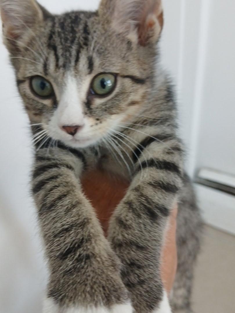 Jay, a ADOPTABLE Domestic Short Hair in New York, NY image 2/6