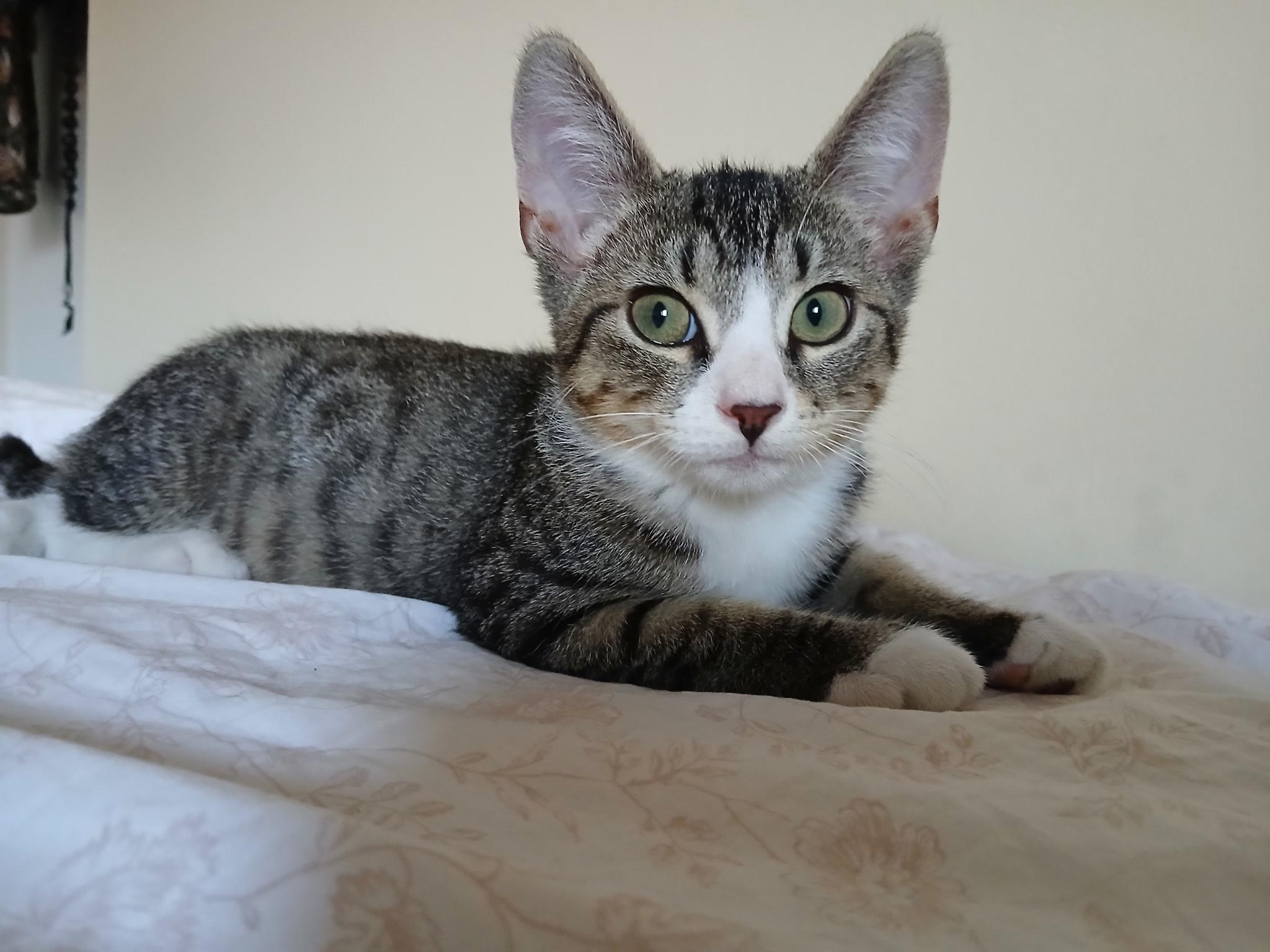 Jay, a ADOPTABLE Domestic Short Hair in New York, NY image 1/6
