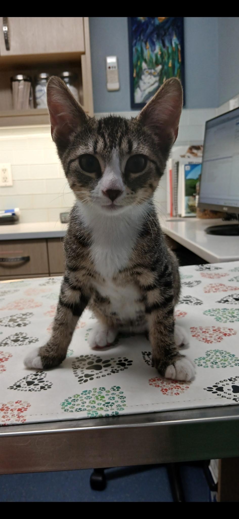 Jay, a ADOPTABLE Domestic Short Hair in New York, NY image 6/6
