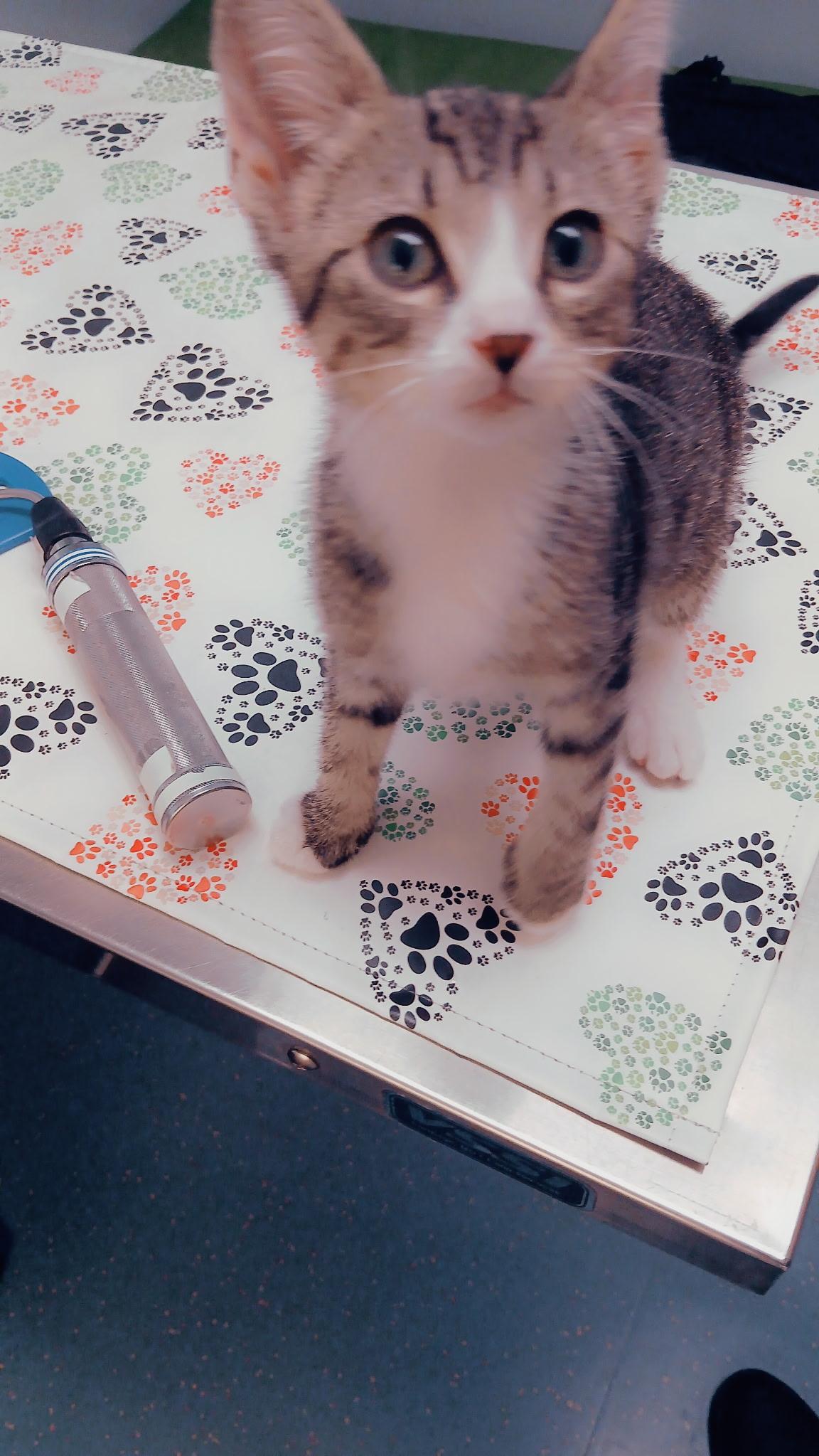 Jay, a ADOPTABLE Domestic Short Hair in New York, NY image 5/6