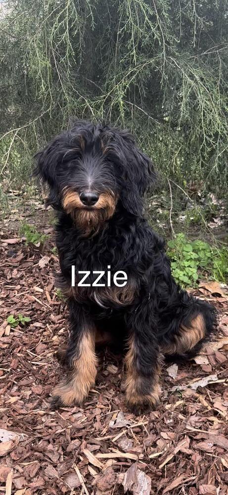 Izzie, Adopted, Young Female Aussiedoodle & German Shepherd Dog.
