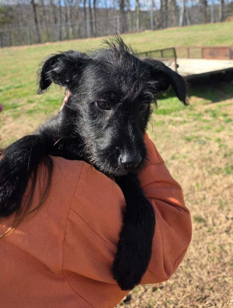 Ms.Fritz - Adoptable, a Adoptable Labrador Retriever in Chickamauga , GA image 2/3