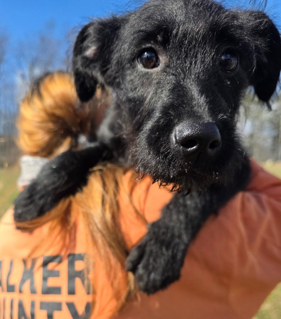 Ms.Fritz - Adoptable, a Adoptable Labrador Retriever in Chickamauga , GA image 3/3