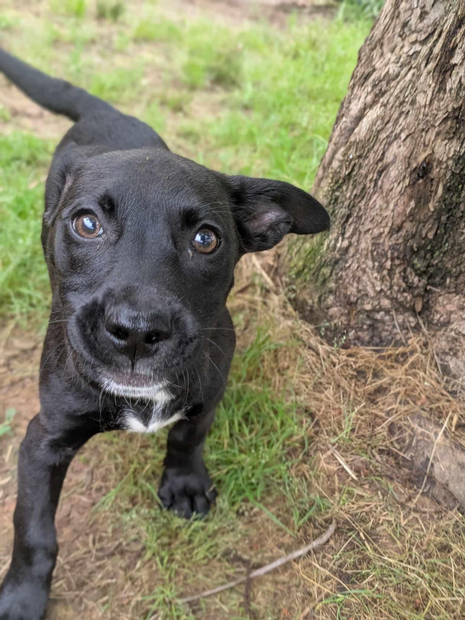 Lemondrop thumbnail 3