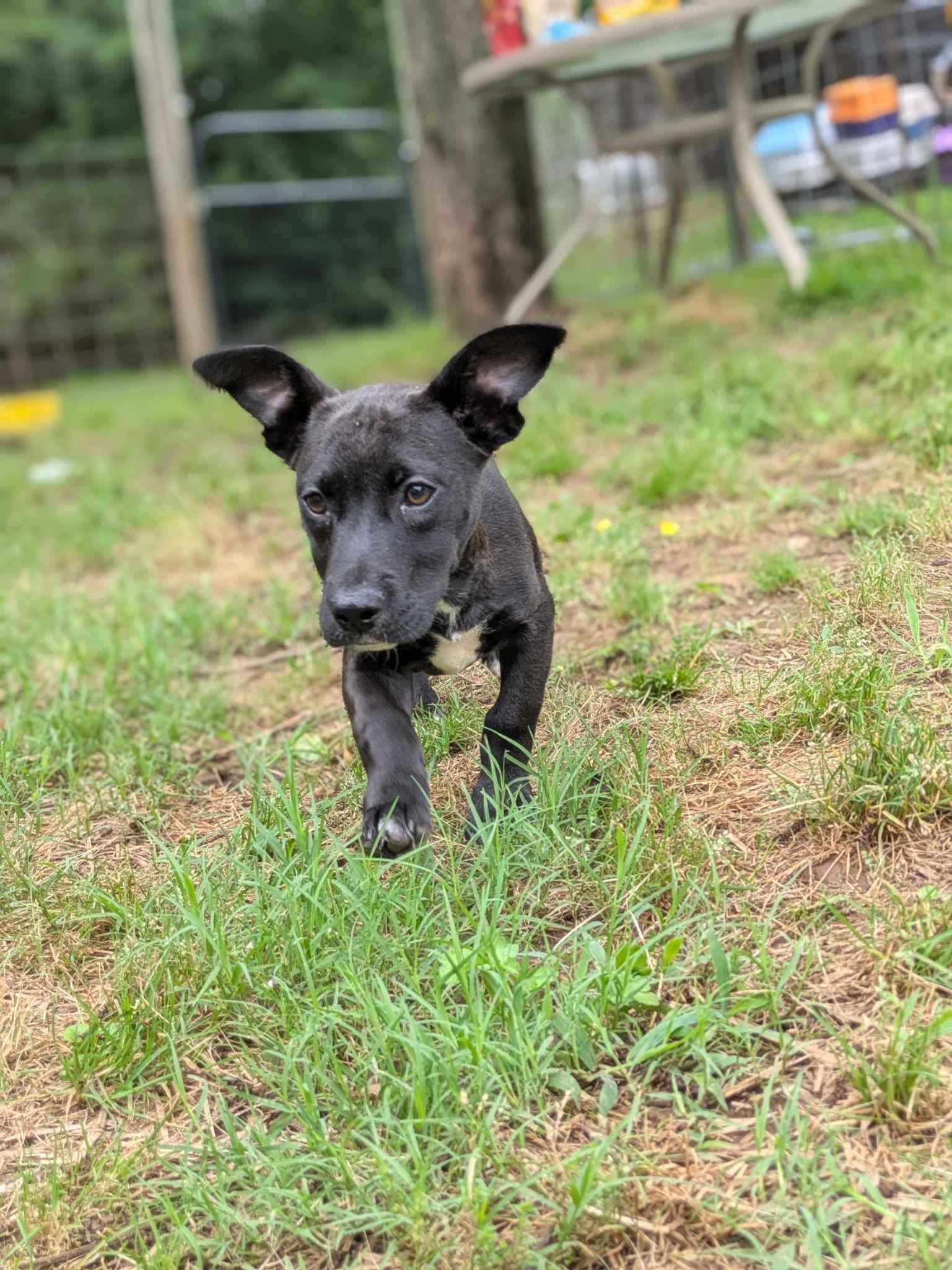 Lemondrop thumbnail 4