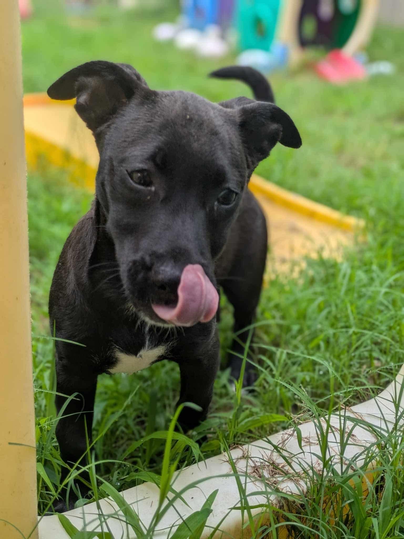 Lemondrop thumbnail 5