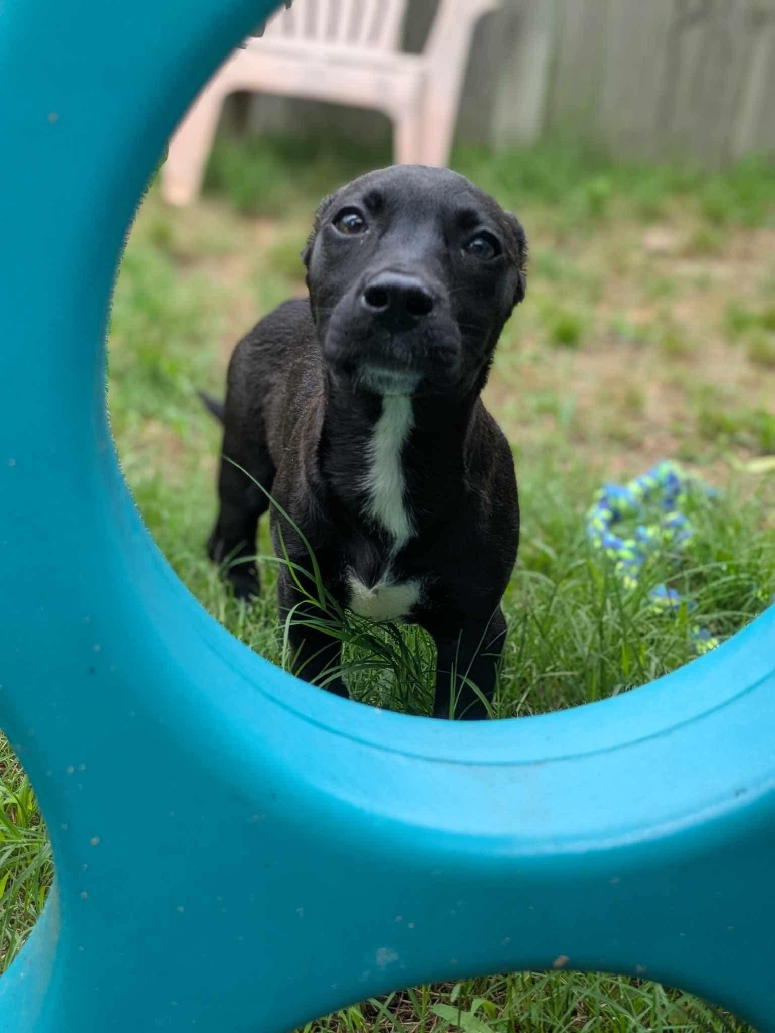 Lemondrop thumbnail 6