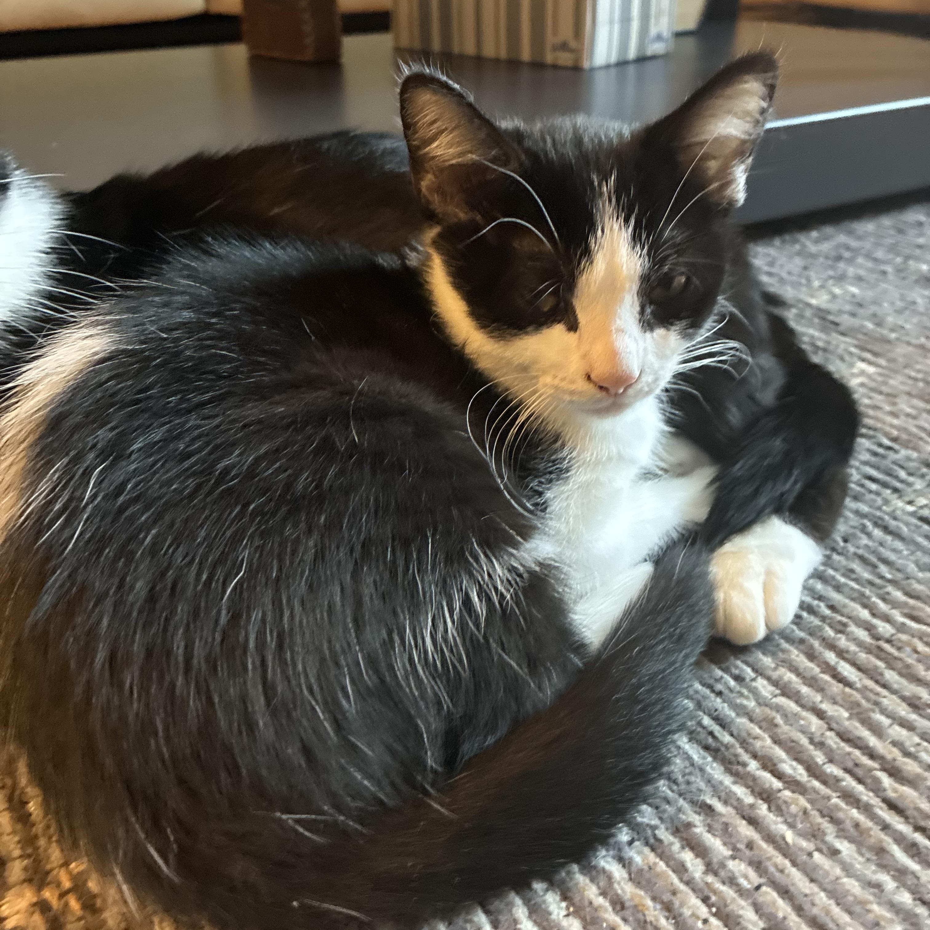 Enlarge Pixel, a Adoptable Domestic Short Hair in Beltsville, MD image 3/5