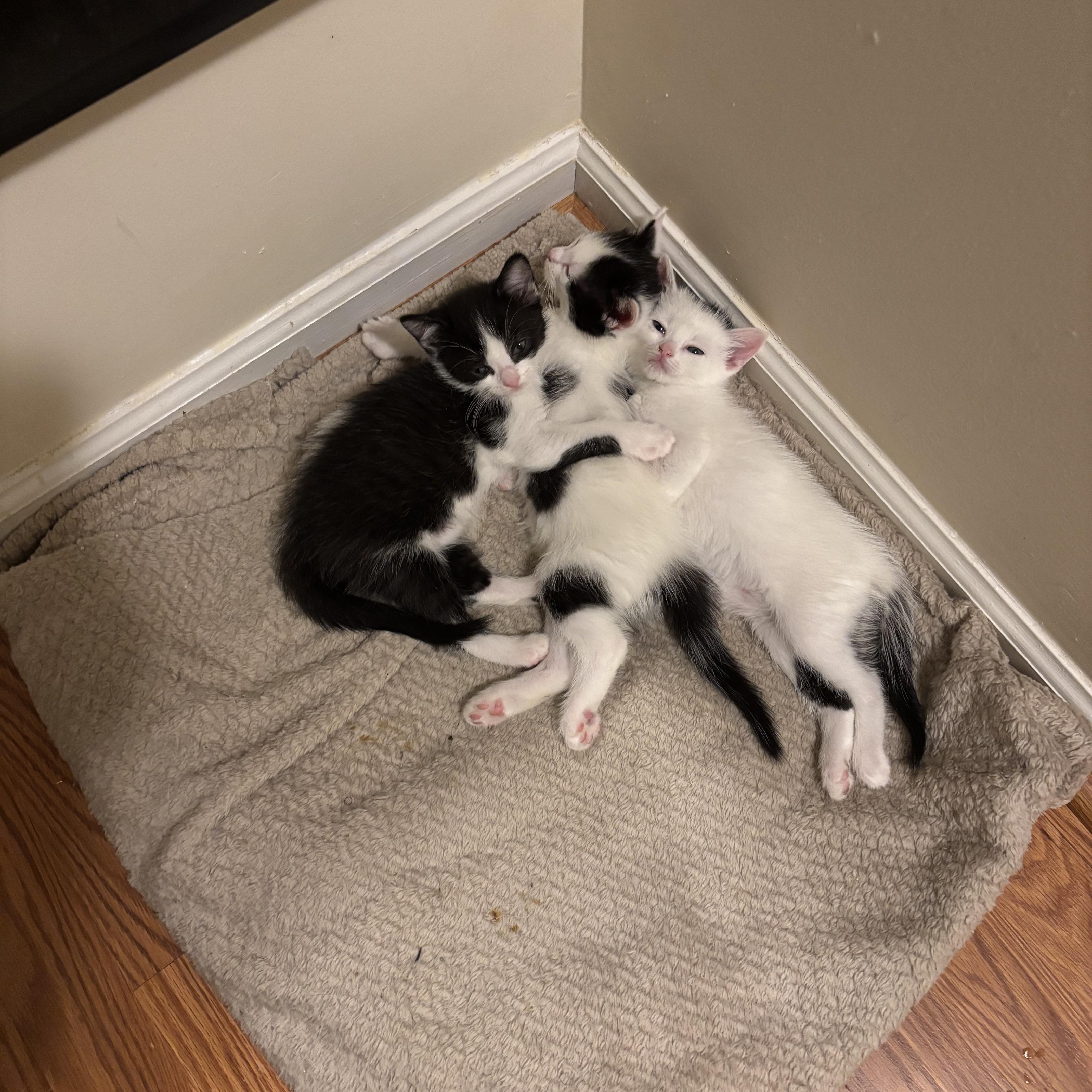 Enlarge Pixel, a Adoptable Domestic Short Hair in Beltsville, MD image 5/5