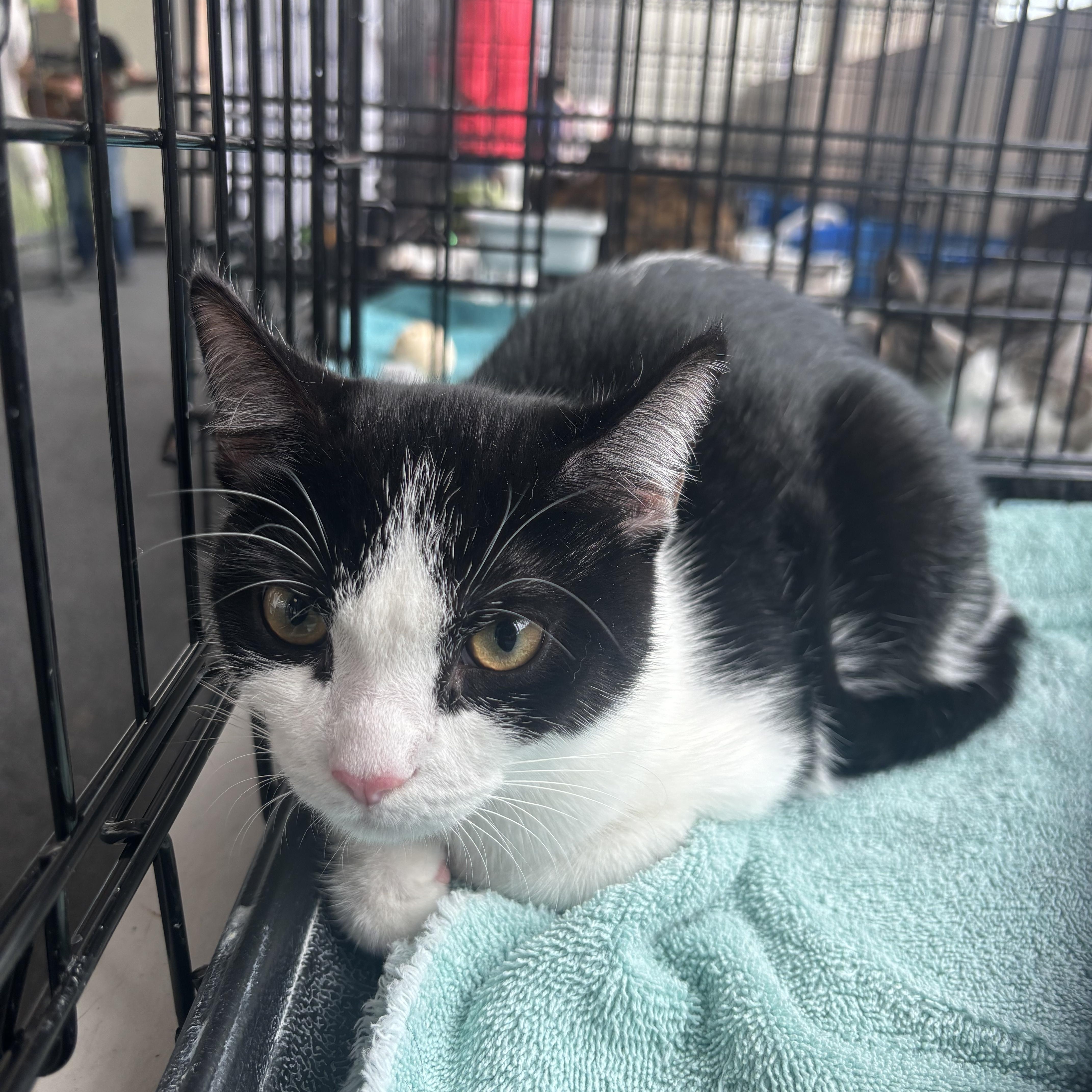 Enlarge Pixel, a Adoptable Domestic Short Hair in Beltsville, MD image 1/5