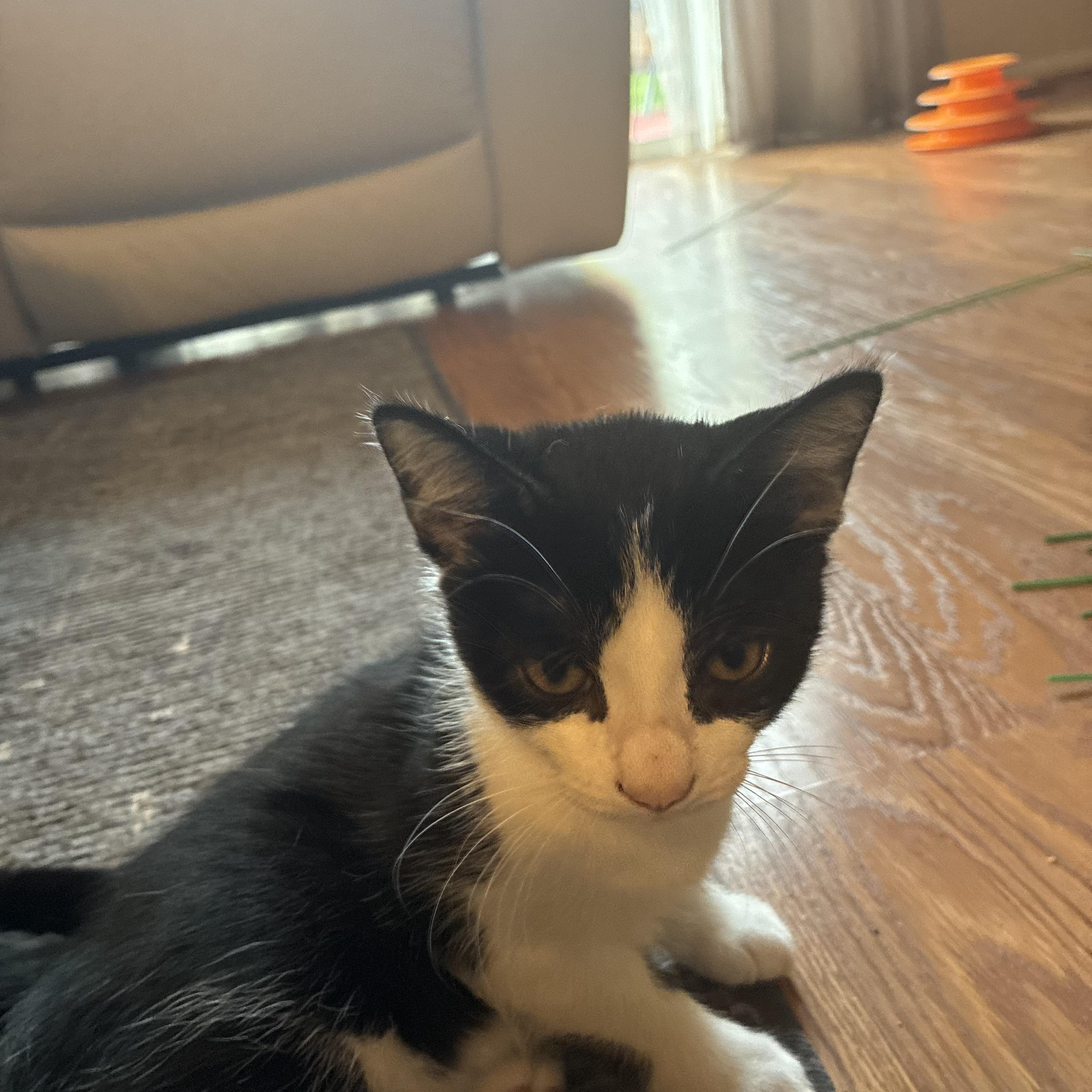 Enlarge Pixel, a Adoptable Domestic Short Hair in Beltsville, MD image 4/5
