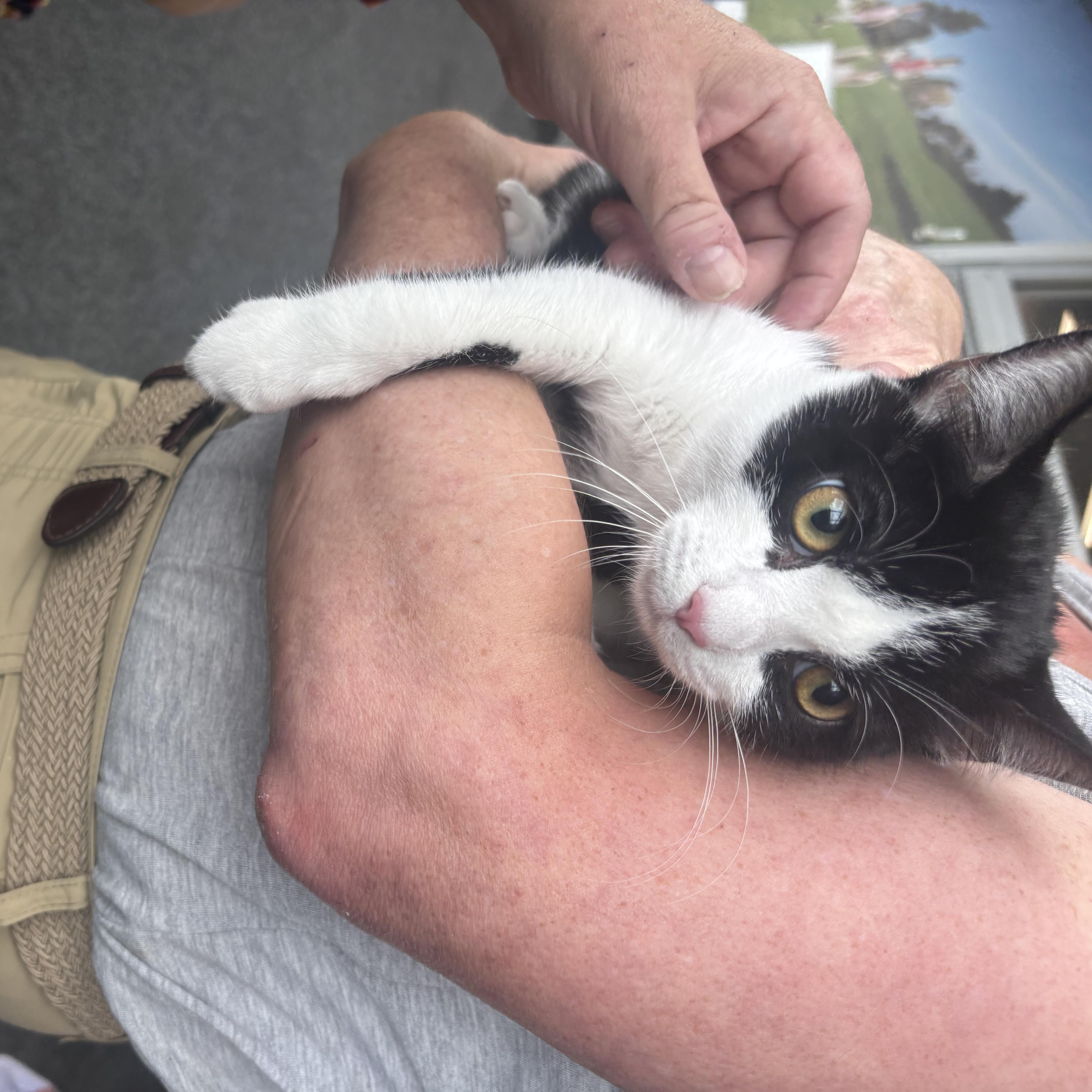 Enlarge Pixel, a Adoptable Domestic Short Hair in Beltsville, MD image 2/5