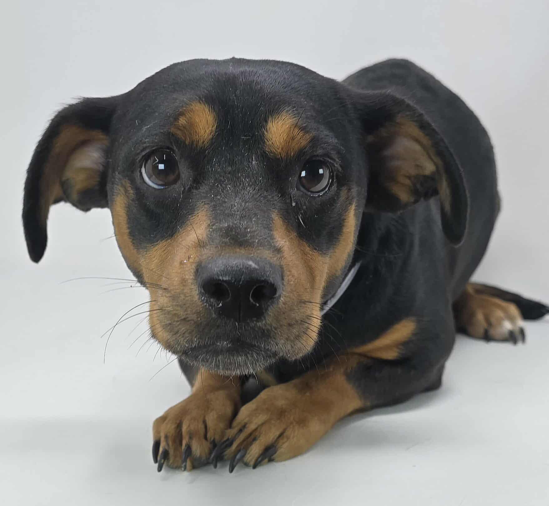 Pistachio thumbnail 2