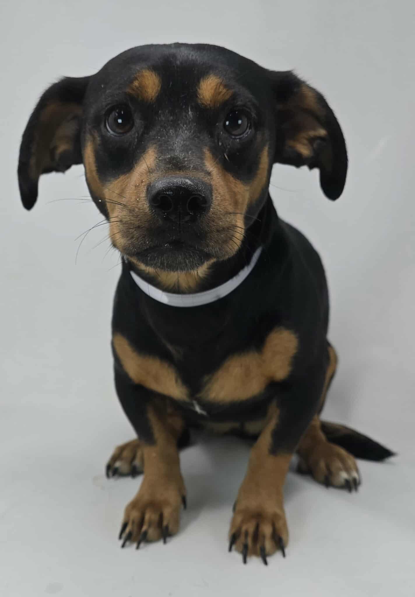 Pistachio thumbnail 3