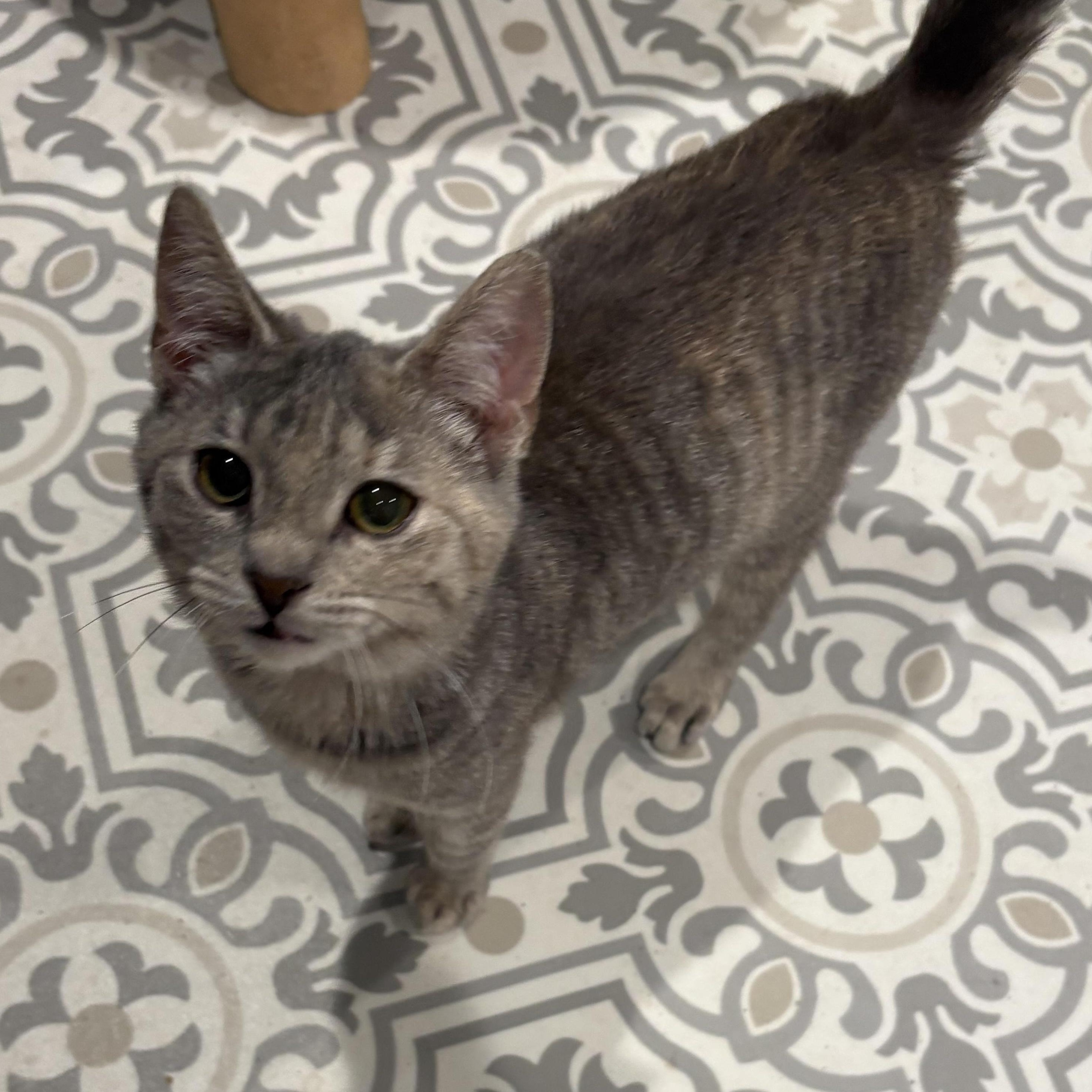 Enlarge Cherub, an adopted Domestic Short Hair in East Amherst, NY image 3/6