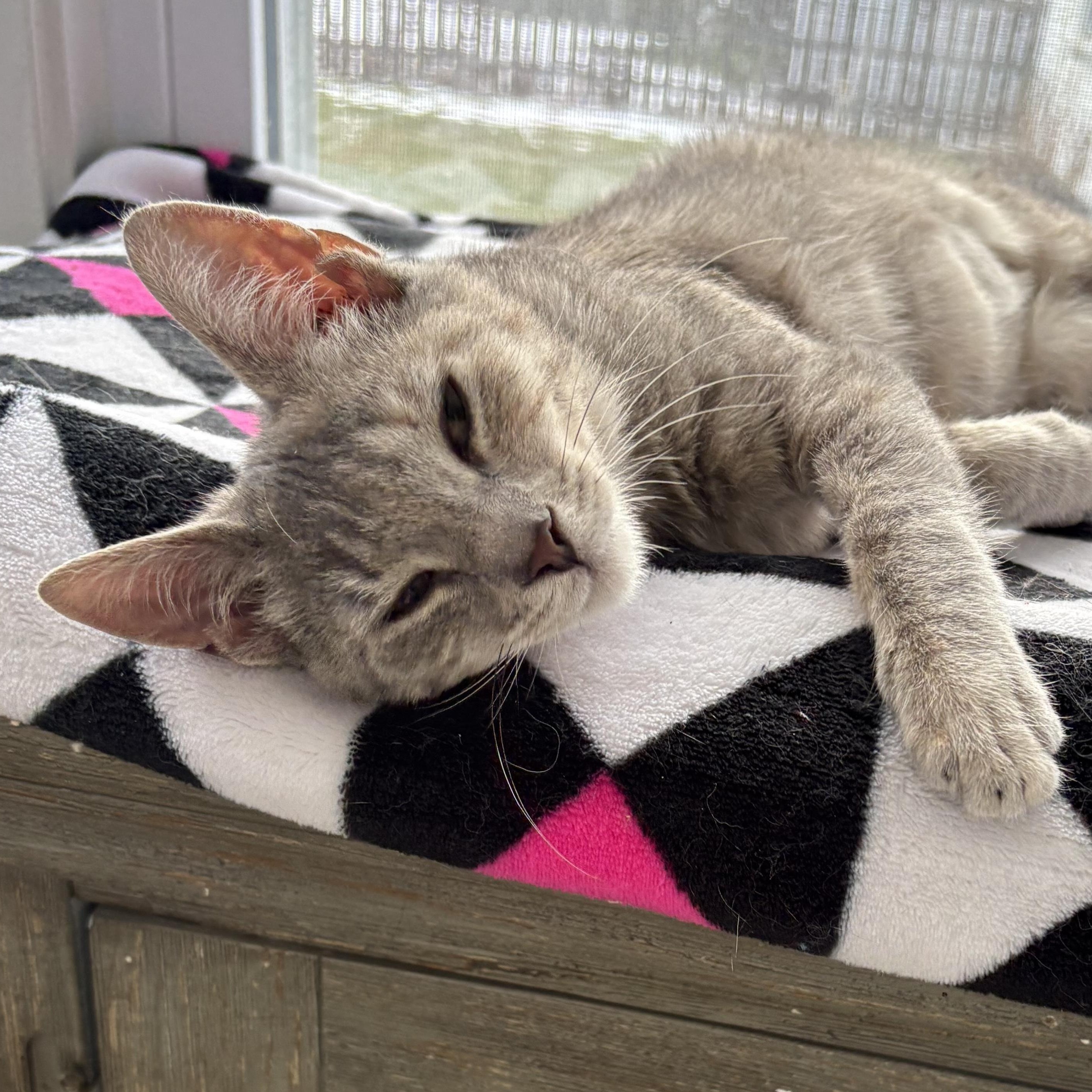 Enlarge Cherub, an adopted Domestic Short Hair in East Amherst, NY image 6/6