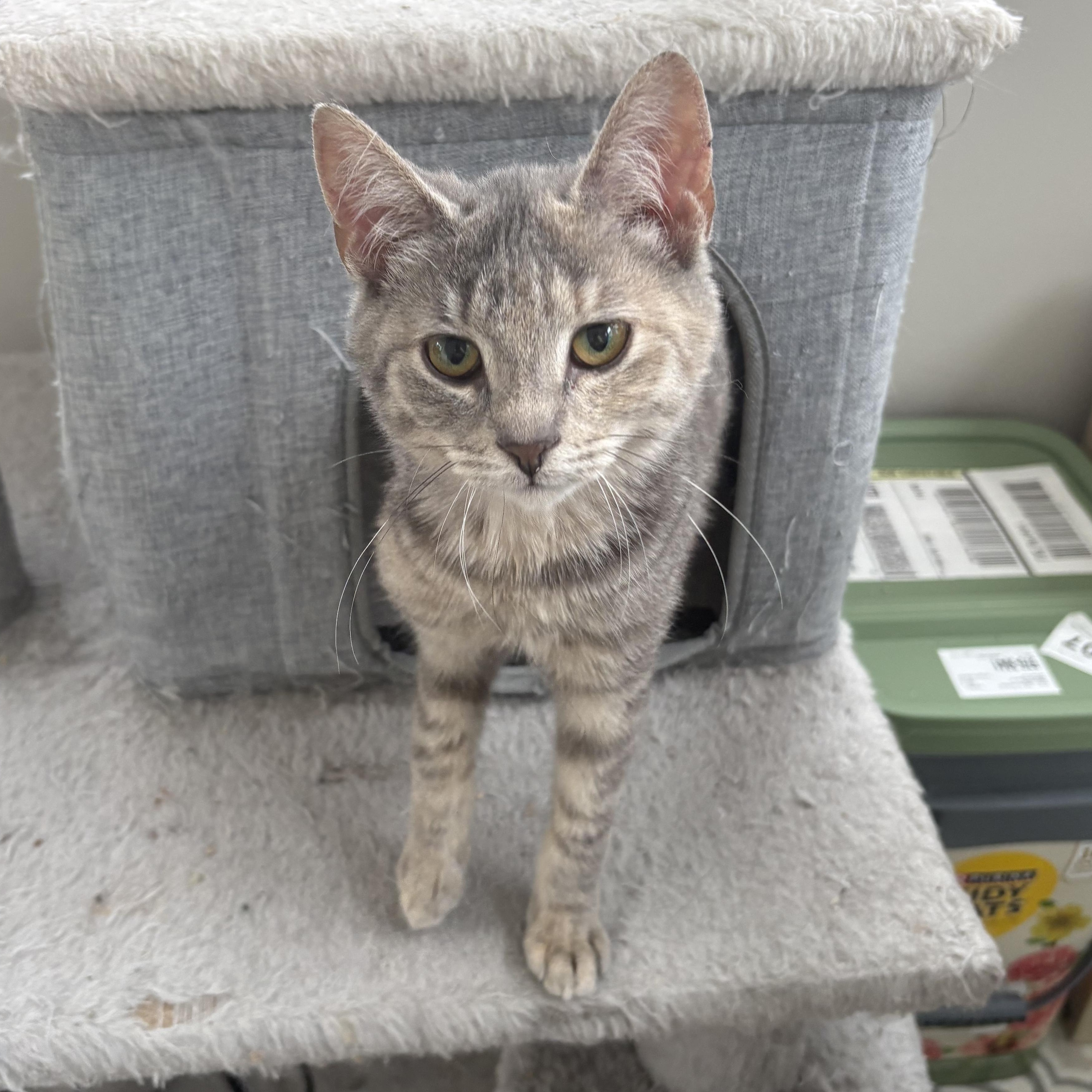 Enlarge Cherub, an adopted Domestic Short Hair in East Amherst, NY image 2/6