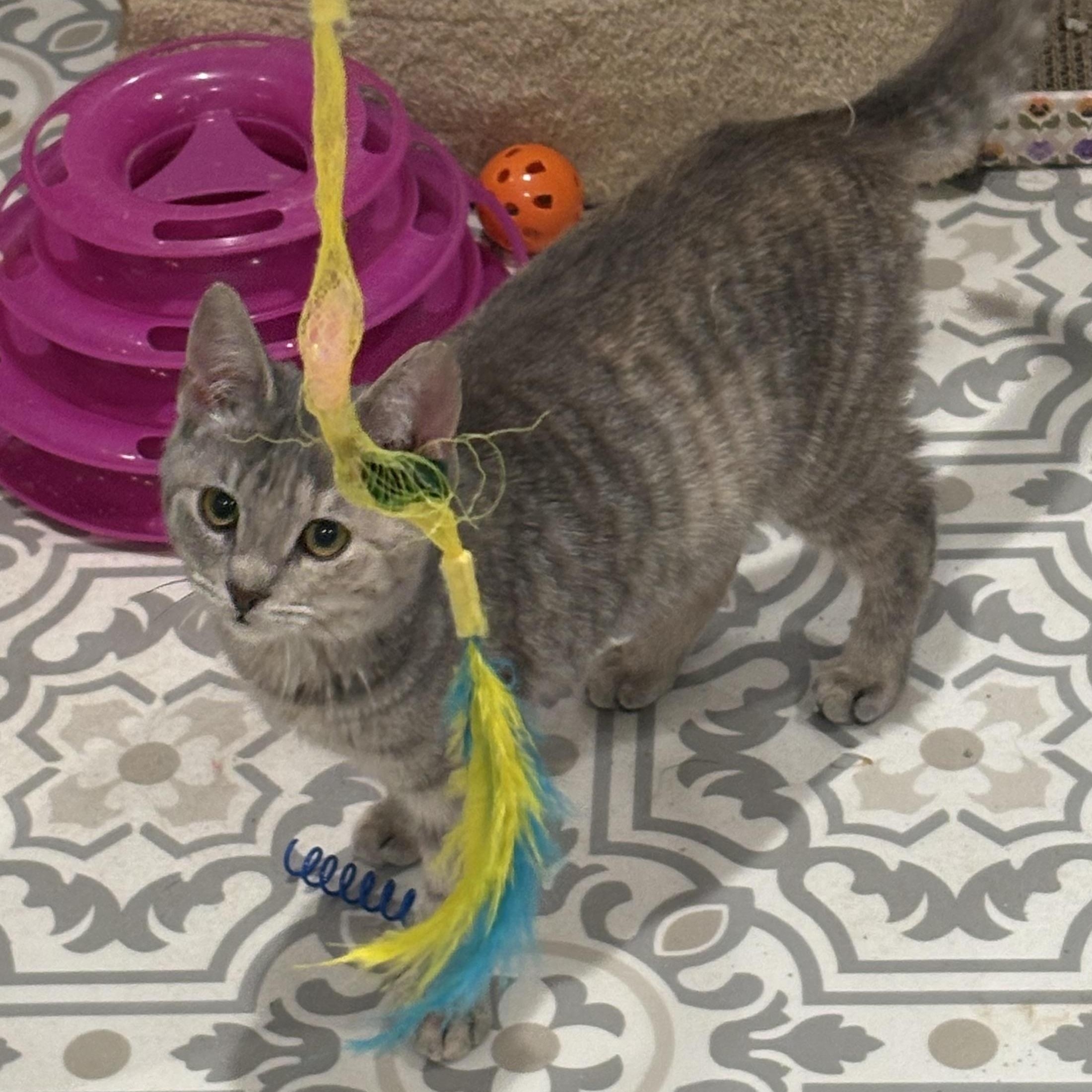 Enlarge Cherub, an adopted Domestic Short Hair in East Amherst, NY image 4/6