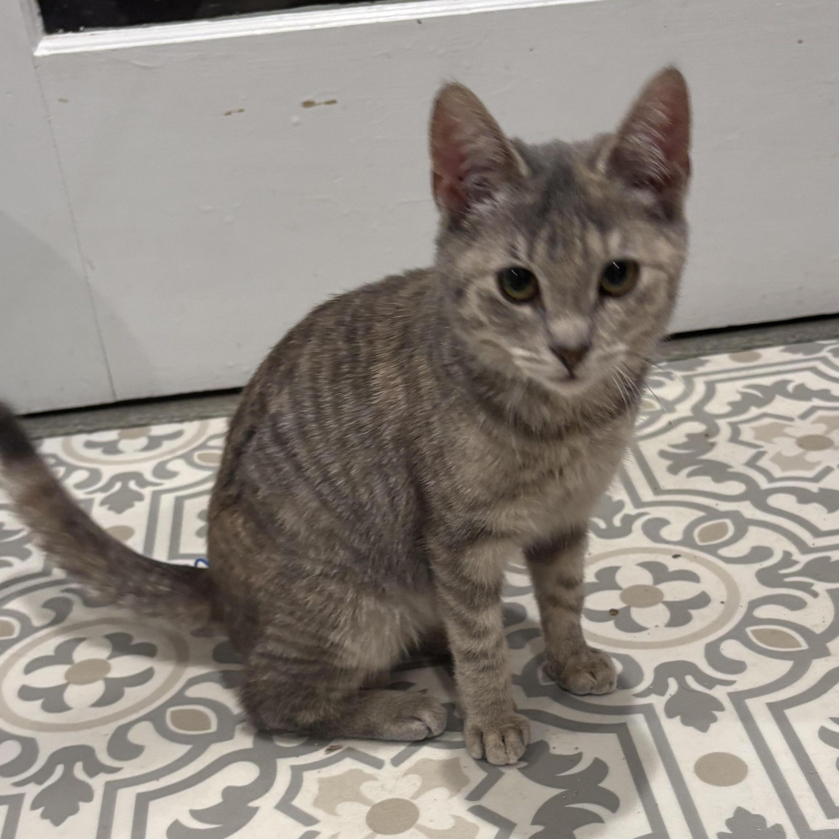 Enlarge Cherub, an adopted Domestic Short Hair in East Amherst, NY image 5/6