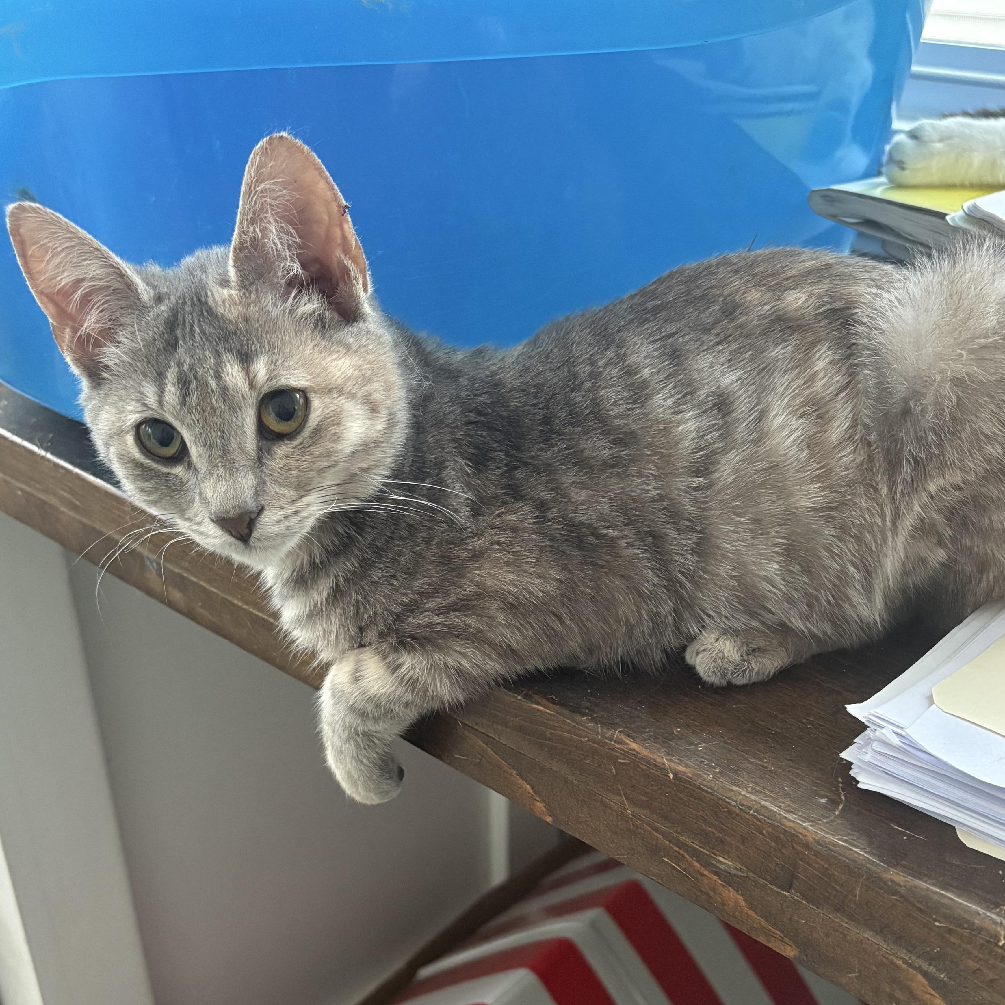 Enlarge Cherub, an adopted Domestic Short Hair in East Amherst, NY image 1/6