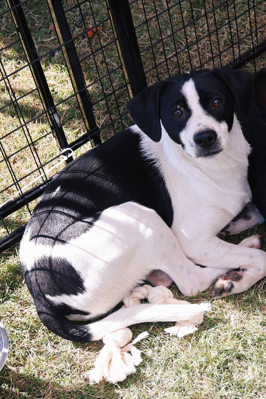 Buddy, Adoptable, Young Male Rat Terrier & Beagle.