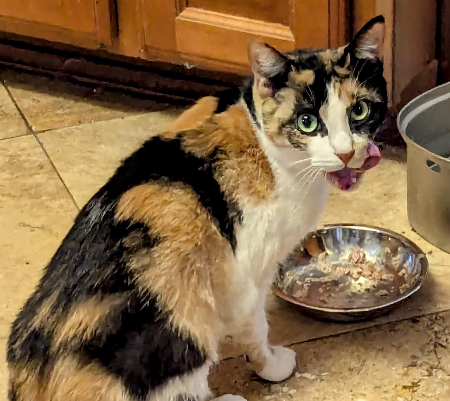 Enlarge Paprika & LouLou, a Adoptable mixed breed in San Diego, CA image 2/5