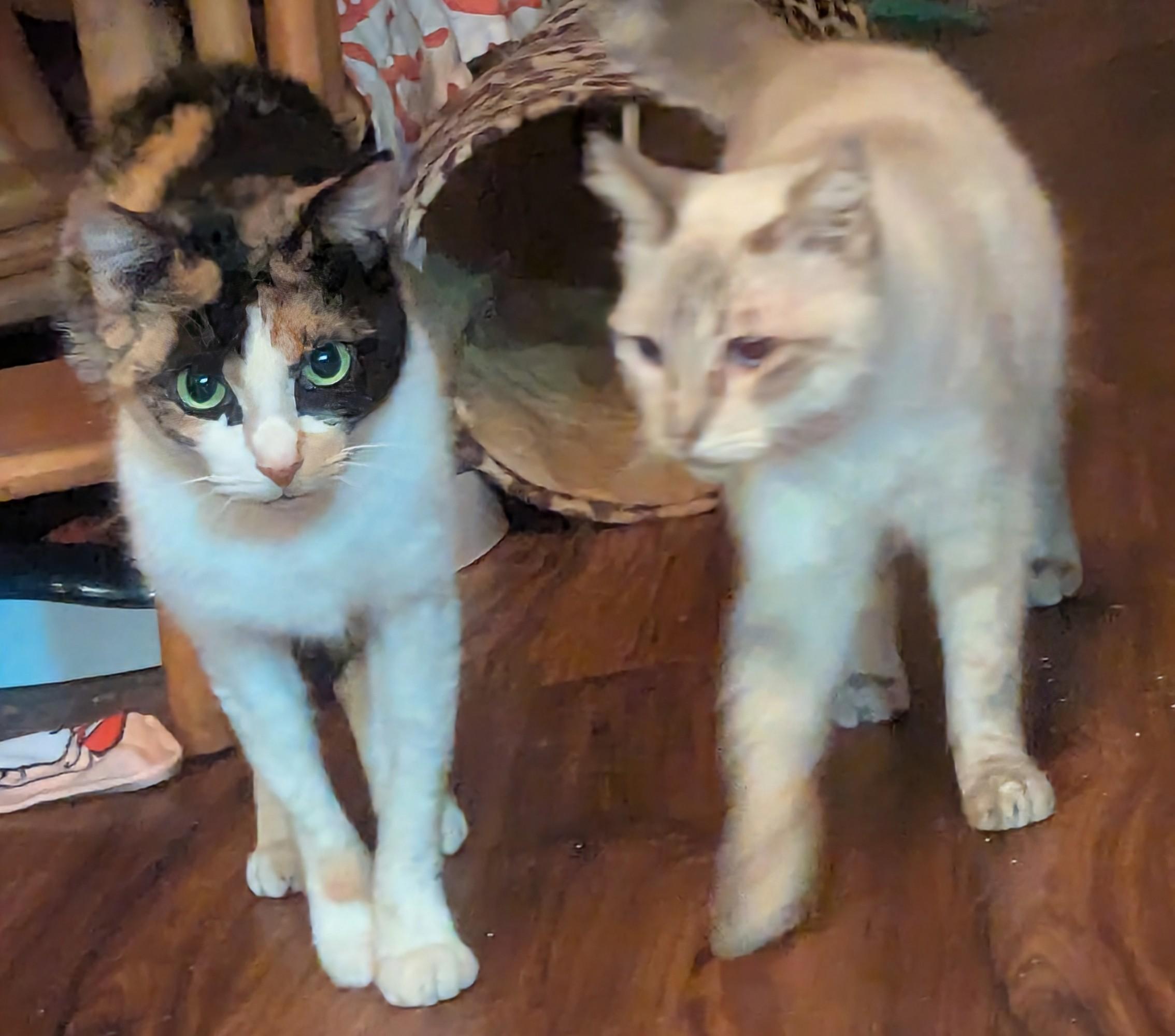 Enlarge Paprika & LouLou, a Adoptable mixed breed in San Diego, CA image 1/5