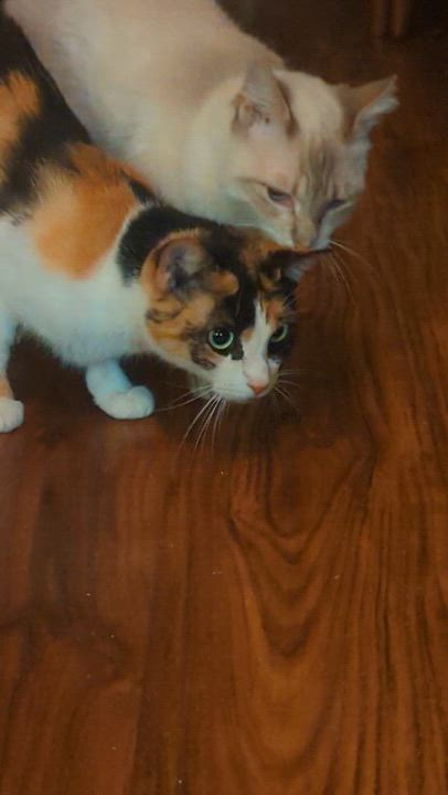 Enlarge Paprika & LouLou, a Adoptable mixed breed in San Diego, CA video 4/5