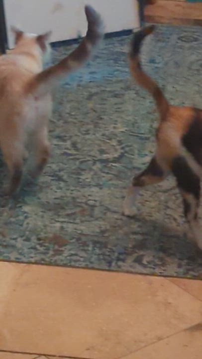 Enlarge Paprika & LouLou, a Adoptable mixed breed in San Diego, CA video 5/5