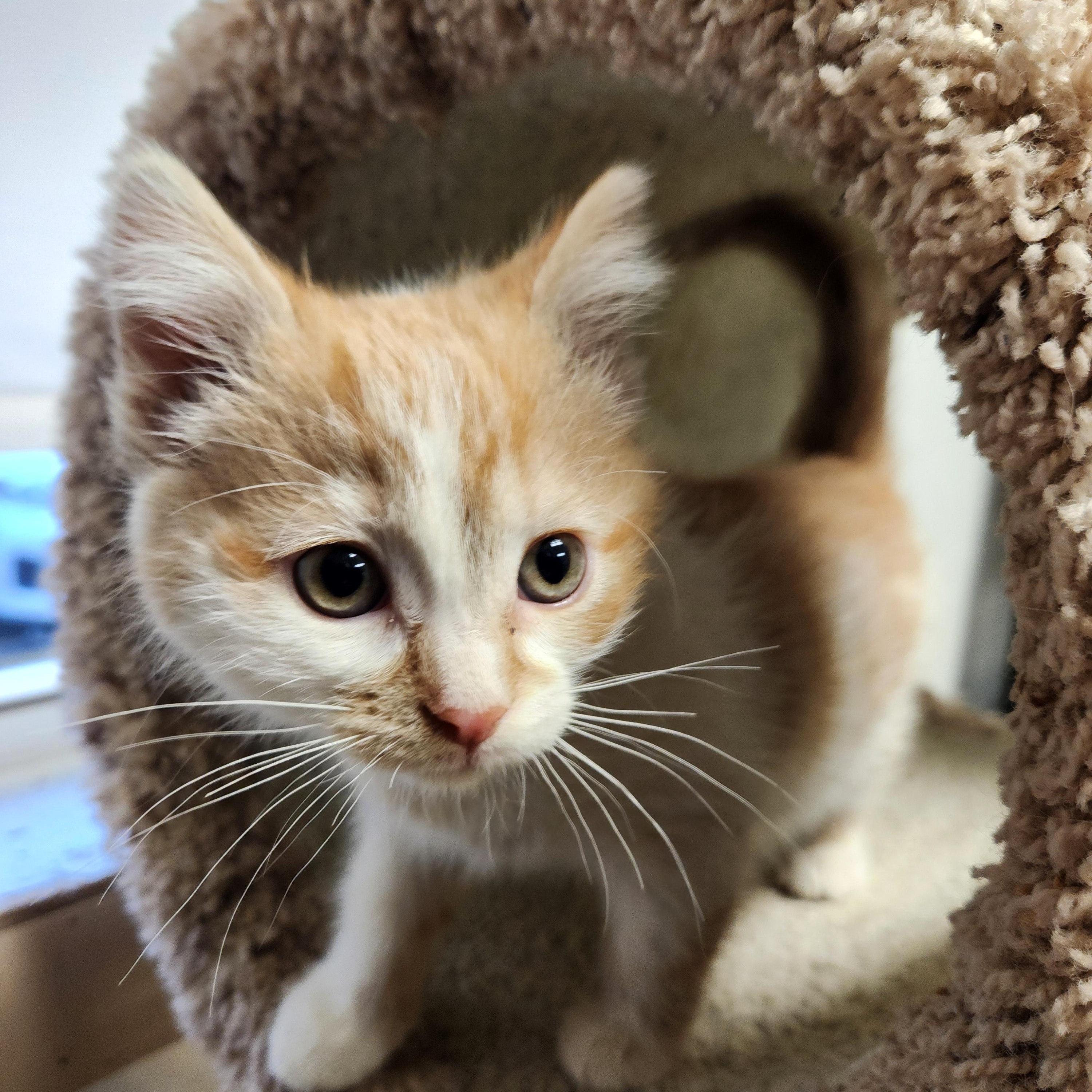 Ivy, a ADOPTABLE Domestic Short Hair in Waupun, WI image 3/4