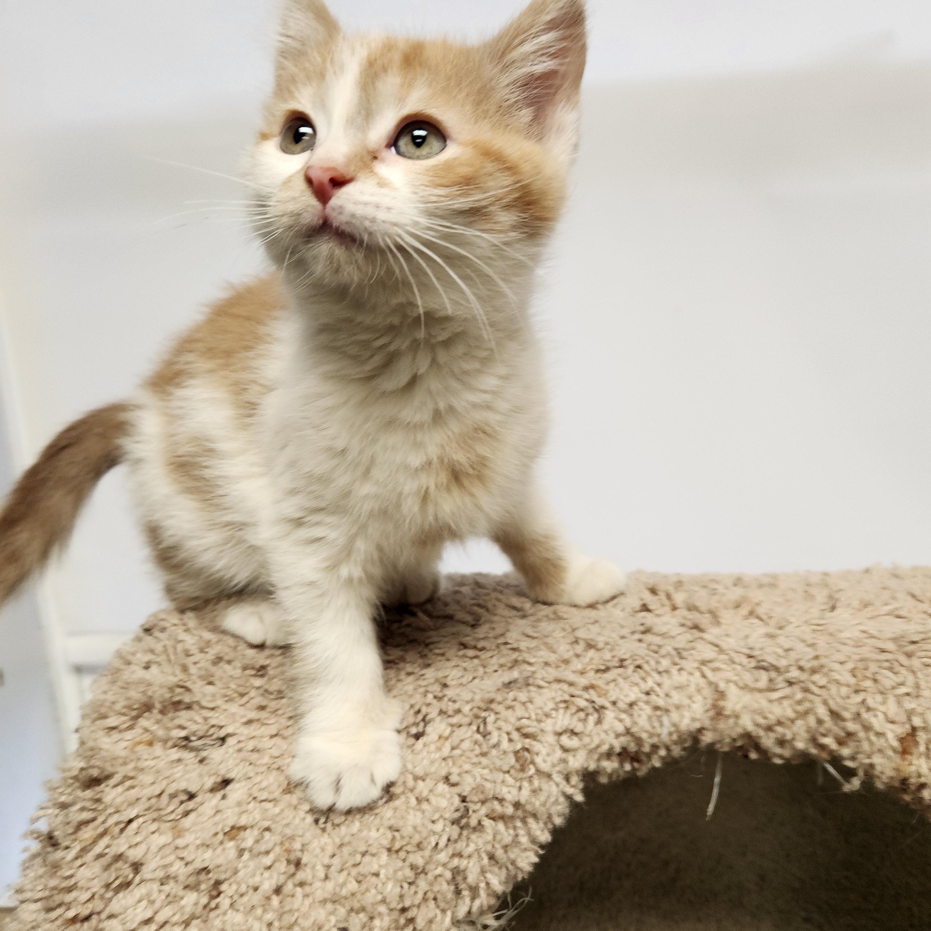 Ivy, a ADOPTABLE Domestic Short Hair in Waupun, WI image 2/4