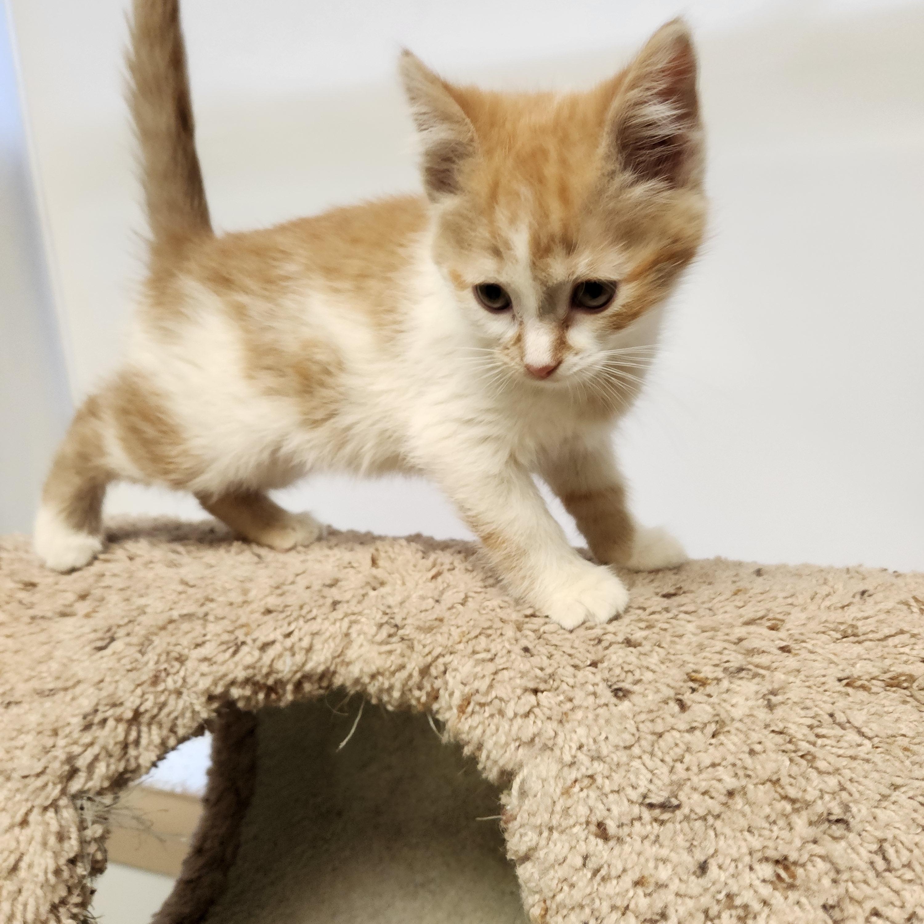 Ivy, a ADOPTABLE Domestic Short Hair in Waupun, WI image 4/4