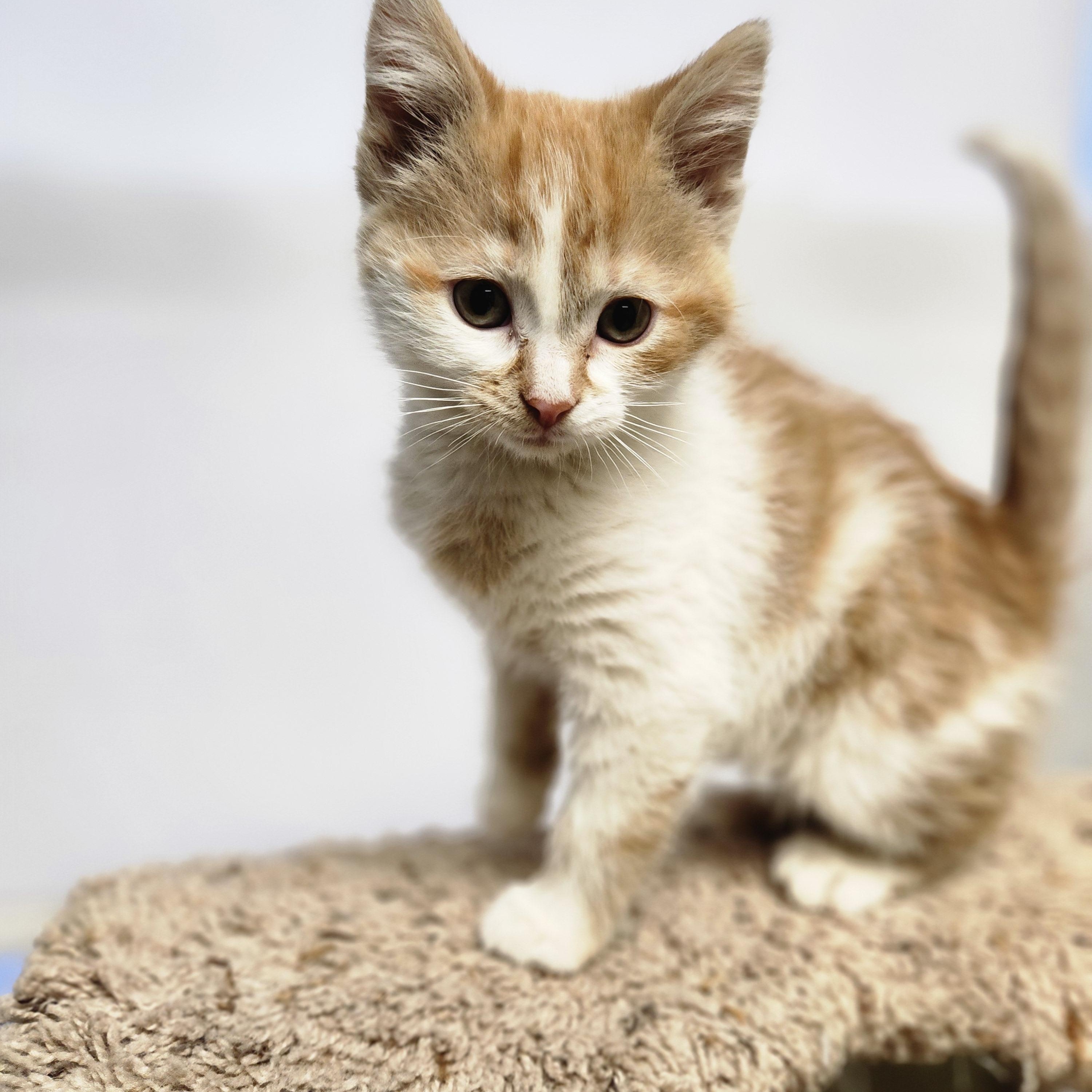 Ivy, a ADOPTABLE Domestic Short Hair in Waupun, WI image 1/4