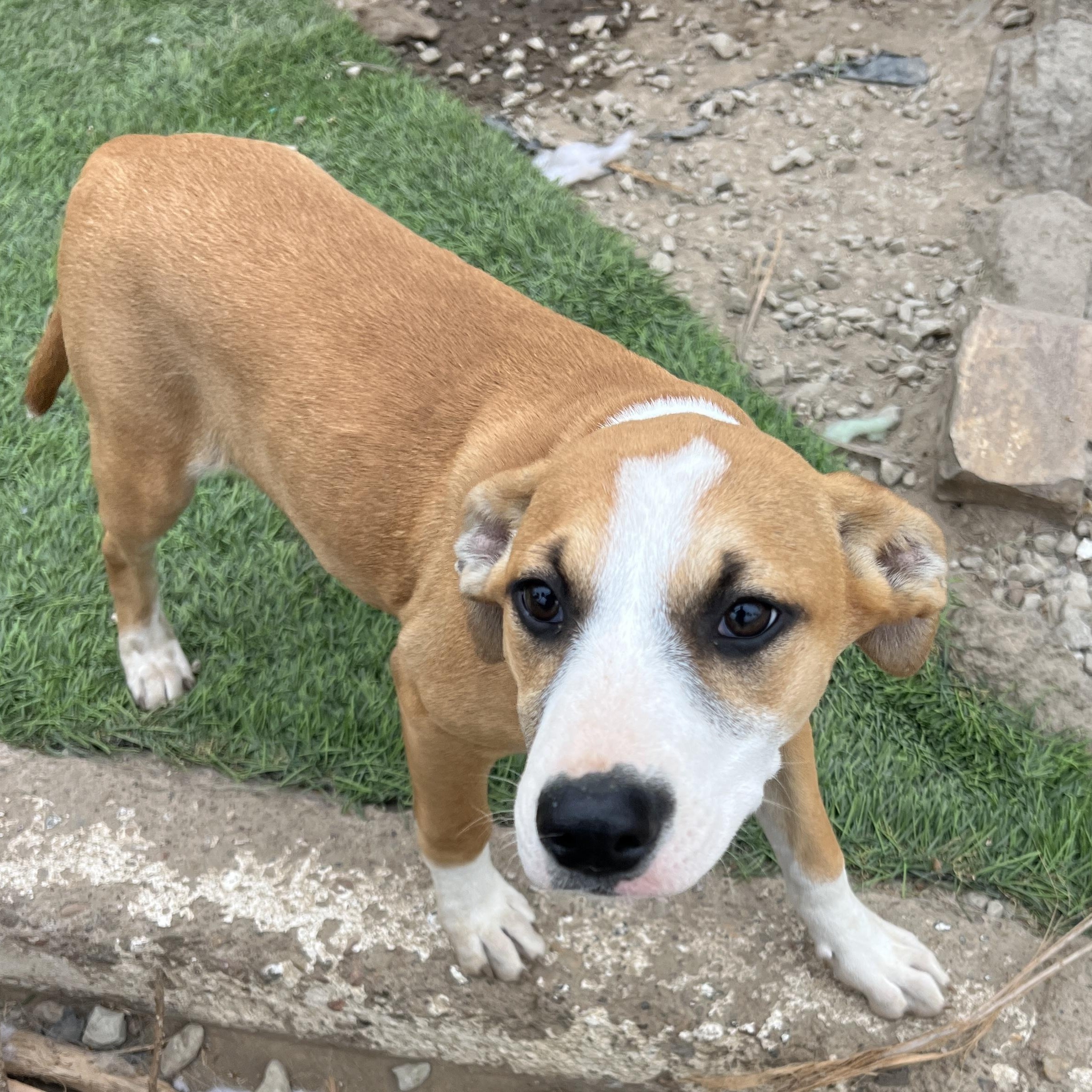 Enlarge Chloe, a ADOPTABLE mixed breed in Denver, CO image 3/5