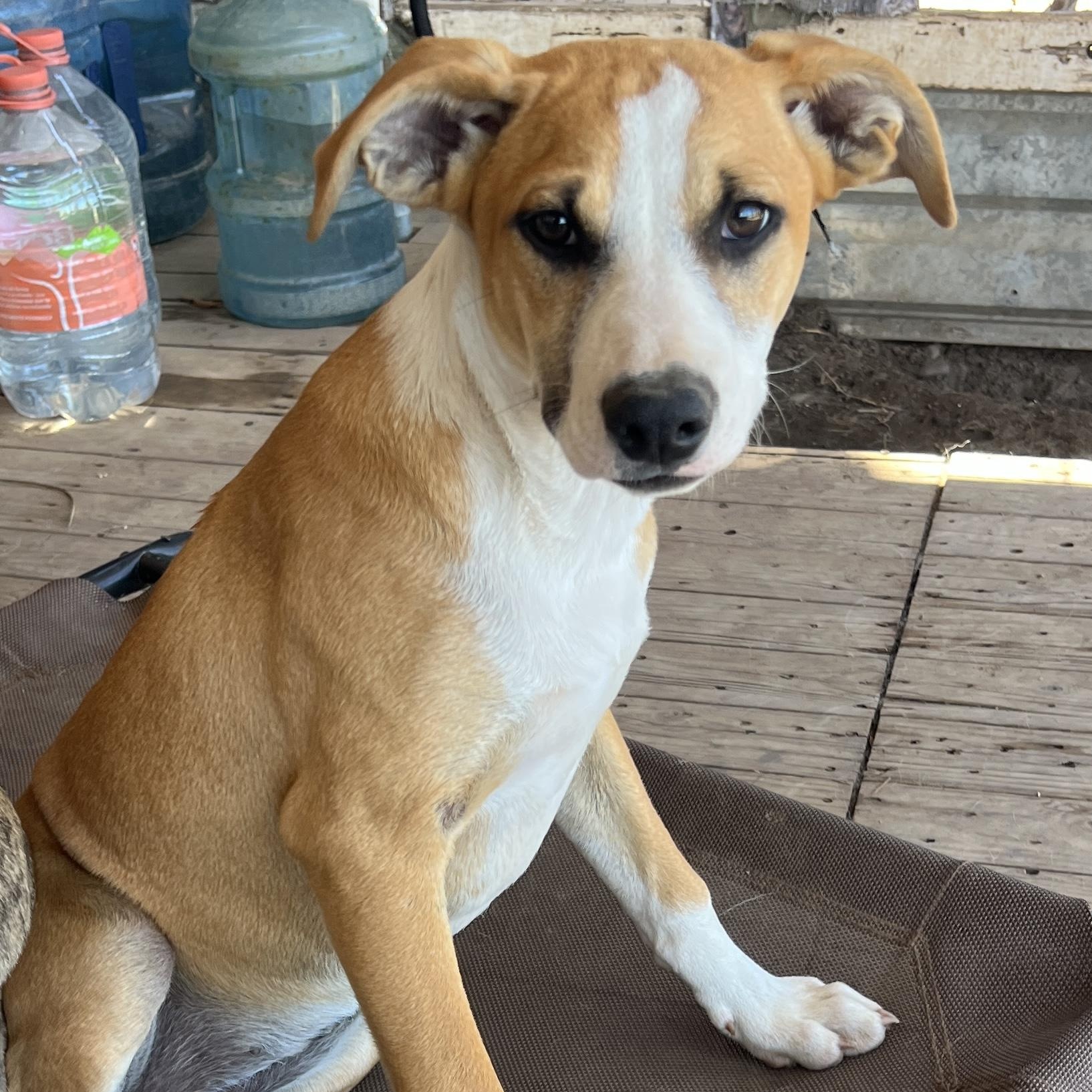 Enlarge Chloe, a ADOPTABLE mixed breed in Denver, CO image 4/5