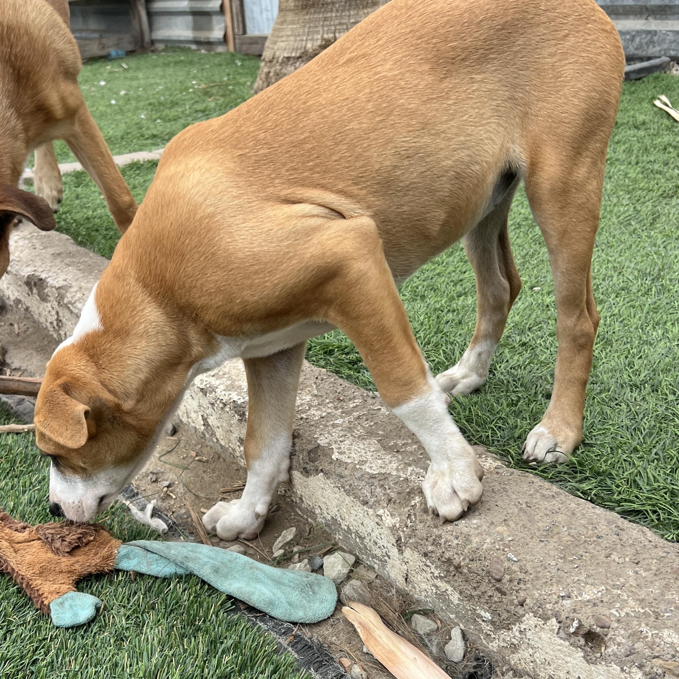 Enlarge Chloe, a ADOPTABLE mixed breed in Denver, CO image 2/5