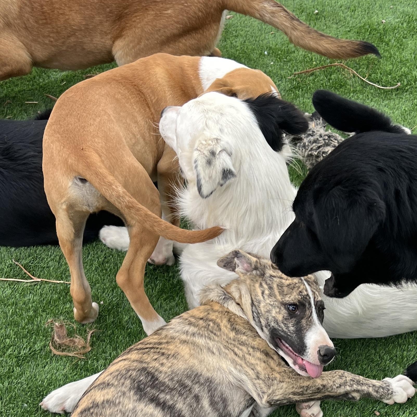 Enlarge Chloe, a ADOPTABLE mixed breed in Denver, CO image 5/5