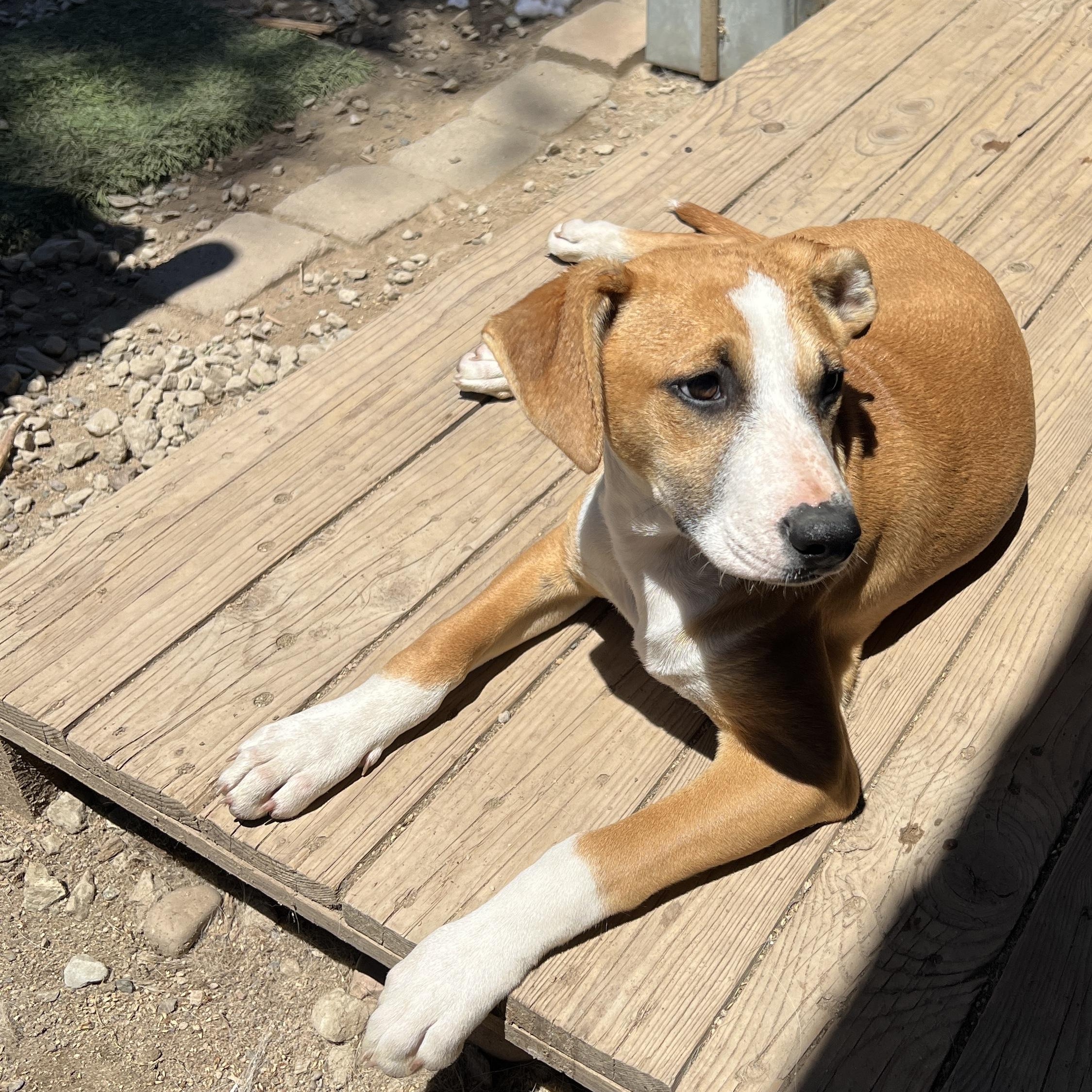Chloe, ADOPTABLE, Puppy Female Whippet & Pit Bull Terrier.