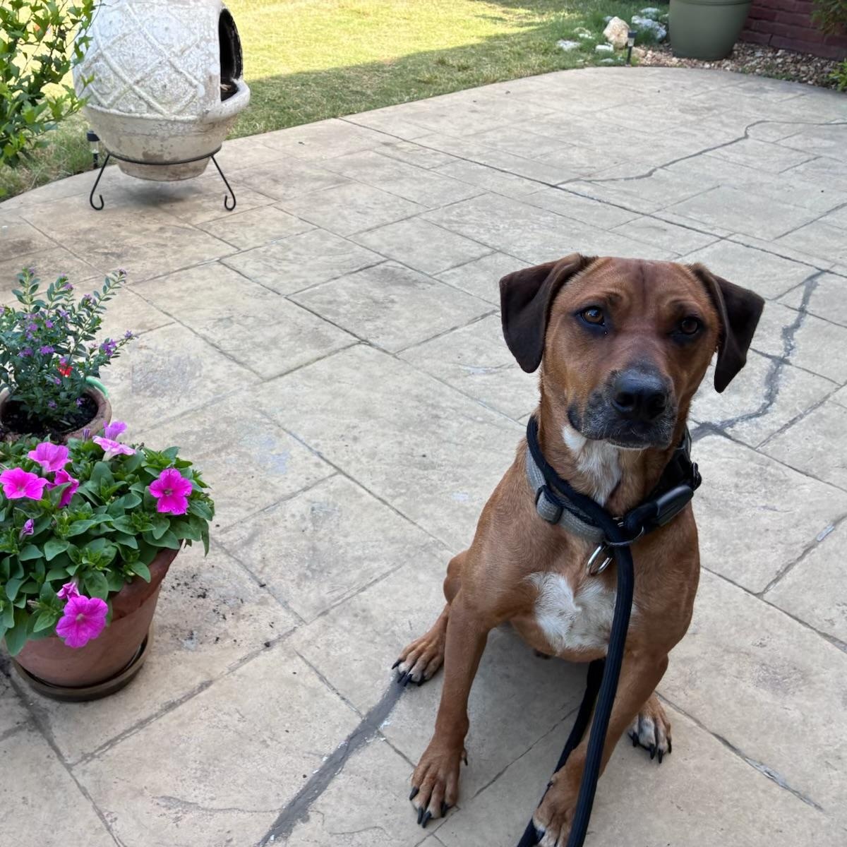 Enlarge Ruger: Finally Getting His Turn, an adoptable mixed breed in Pennington, NJ image 2/6