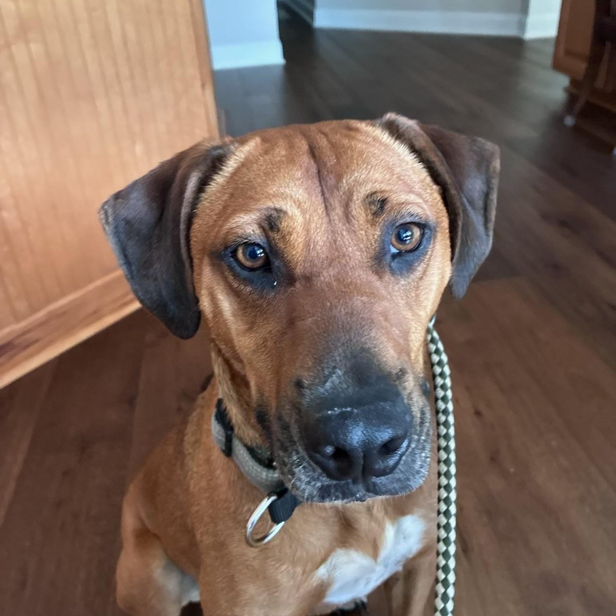 Enlarge Ruger: Finally Getting His Turn, an adoptable mixed breed in Pennington, NJ image 3/6
